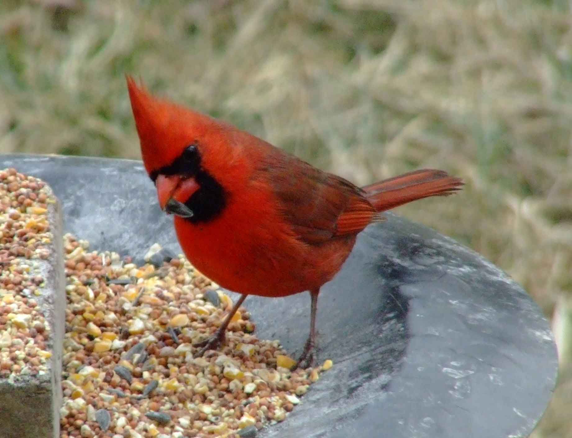 bird watching, black mask, C&O Canal, Cardinalis cardinalis, Class: Aves, crest, DC, Dick Maley, display, Family: Cardinalidae, Fuji Digital Camera S9600, Genus: Cardinalis, Google Images, Hughes Hollow, Hunting Quarter Road, Kingdom: Animalia, Marsh, Maryland, MD, Montgomery County, North America, Northern Cardinal, Order: Passeriformes, photography, Phylum: Chordata, Poolesville, Potomac, Redbird, Richard Maley, river, Species: C cardinalis, USA, Virginia nightingale, Washington, Wetlands