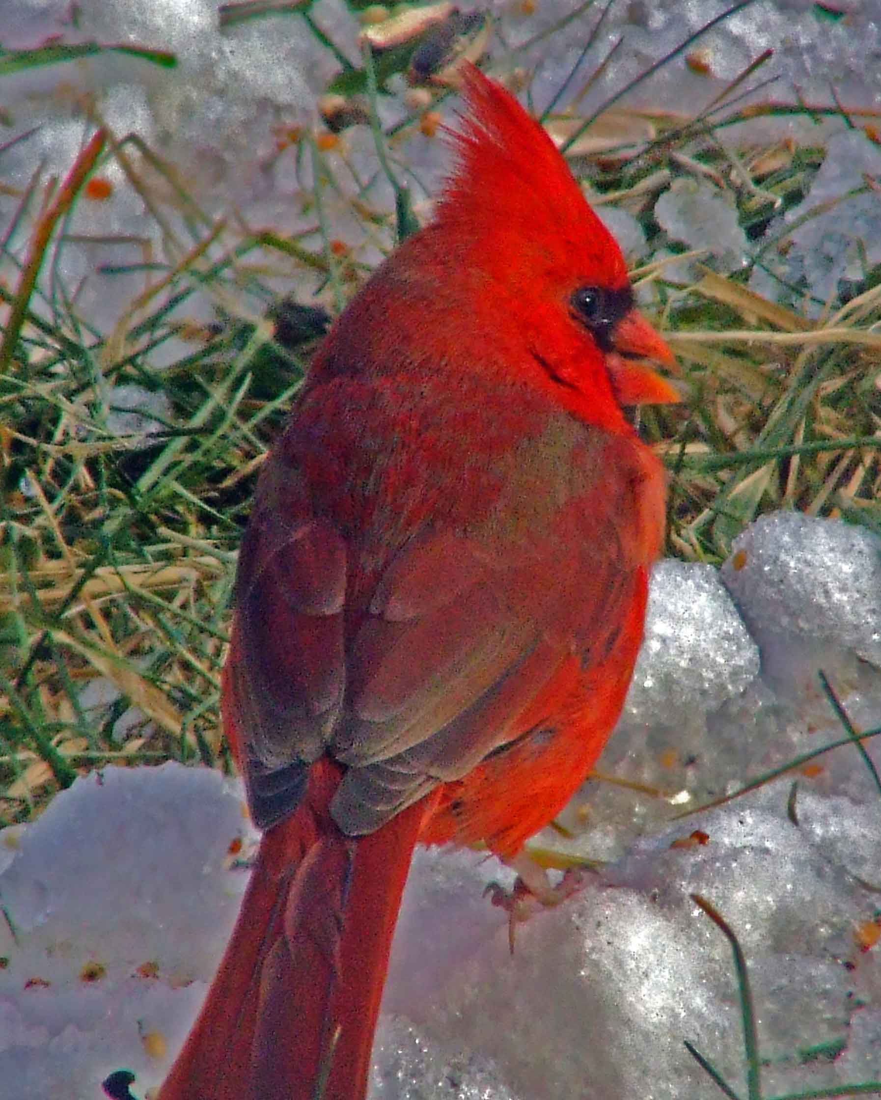 bird watching, black mask, C&O Canal, Cardinalis cardinalis, Class: Aves, crest, DC, Dick Maley, display, Family: Cardinalidae, Fuji Digital Camera S9600, Genus: Cardinalis, Google Images, Hughes Hollow, Hunting Quarter Road, Kingdom: Animalia, Marsh, Maryland, MD, Montgomery County, North America, Northern Cardinal, Order: Passeriformes, photography, Phylum: Chordata, Poolesville, Potomac, Redbird, Richard Maley, river, Species: C cardinalis, USA, Virginia nightingale, Washington, Wetlands