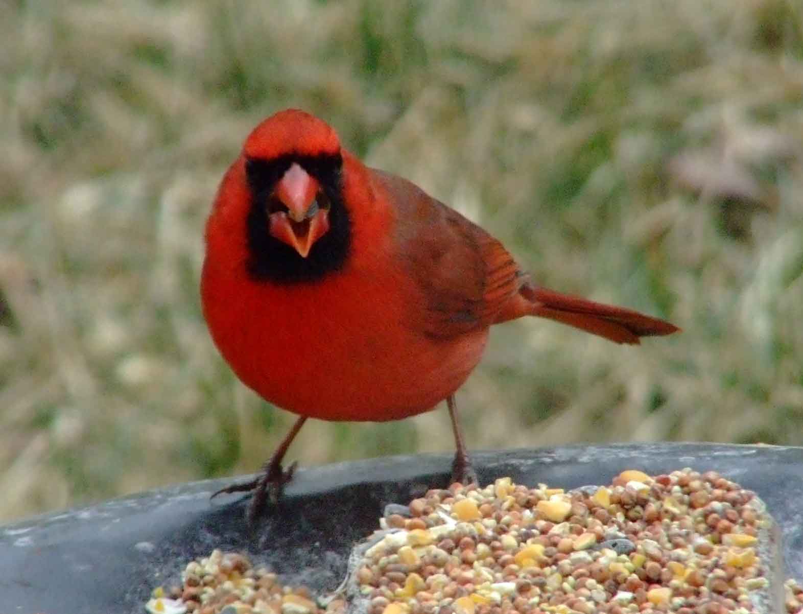 bird watching, black mask, C&O Canal, Cardinalis cardinalis, Class: Aves, crest, DC, Dick Maley, display, Family: Cardinalidae, Fuji Digital Camera S9600, Genus: Cardinalis, Google Images, Hughes Hollow, Hunting Quarter Road, Kingdom: Animalia, Marsh, Maryland, MD, Montgomery County, North America, Northern Cardinal, Order: Passeriformes, photography, Phylum: Chordata, Poolesville, Potomac, Redbird, Richard Maley, river, Species: C cardinalis, USA, Virginia nightingale, Washington, Wetlands