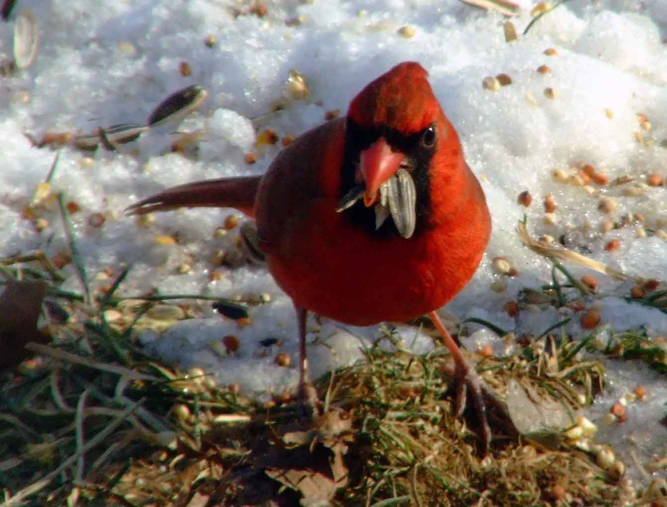 bird watching, black mask, C&O Canal, Cardinalis cardinalis, Class: Aves, crest, DC, Dick Maley, display, Family: Cardinalidae, Fuji Digital Camera S9600, Genus: Cardinalis, Google Images, Hughes Hollow, Hunting Quarter Road, Kingdom: Animalia, Marsh, Maryland, MD, Montgomery County, North America, Northern Cardinal, Order: Passeriformes, photography, Phylum: Chordata, Poolesville, Potomac, Redbird, Richard Maley, river, Species: C cardinalis, USA, Virginia nightingale, Washington, Wetlands