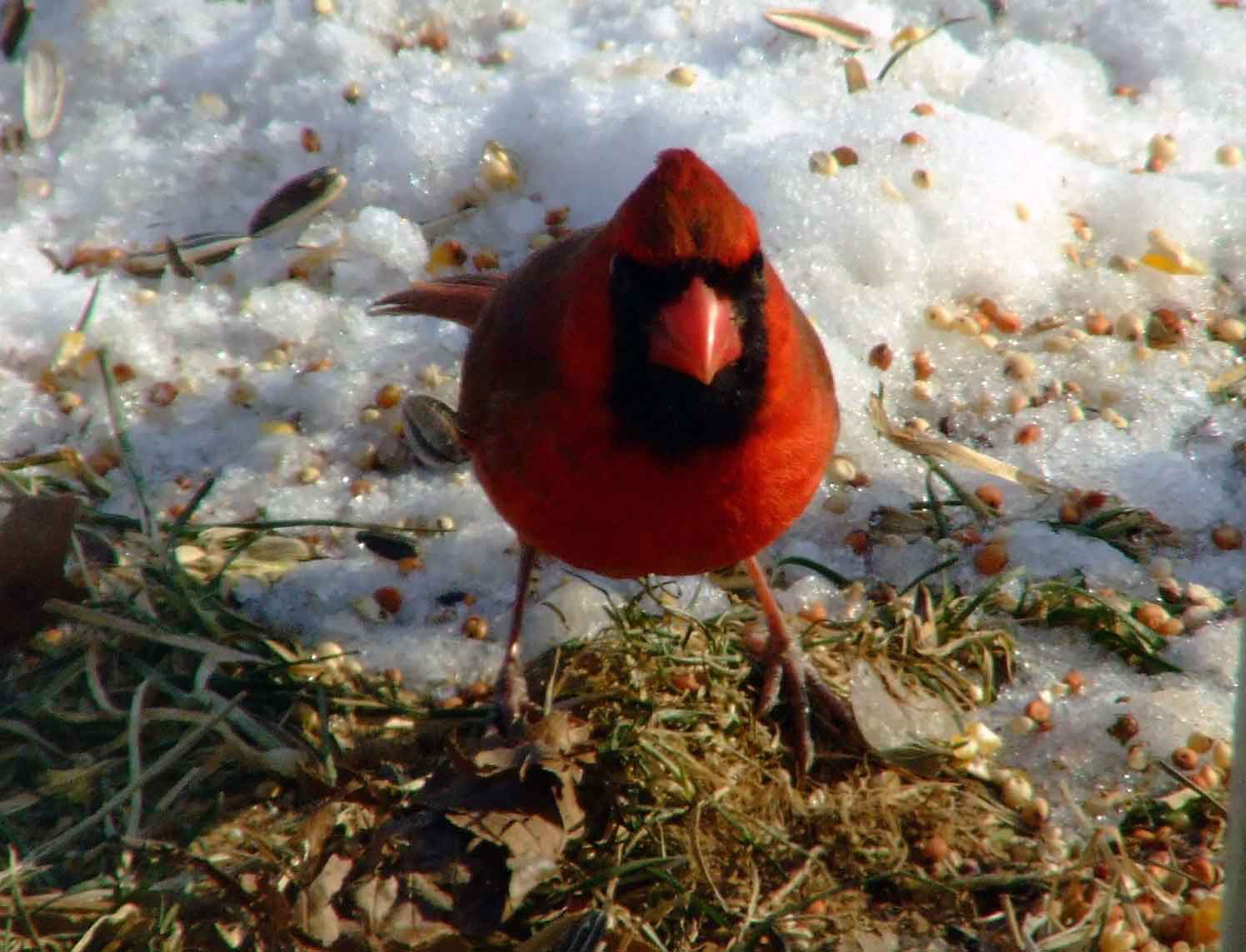 bird watching, black mask, C&O Canal, Cardinalis cardinalis, Class: Aves, crest, DC, Dick Maley, display, Family: Cardinalidae, Fuji Digital Camera S9600, Genus: Cardinalis, Google Images, Hughes Hollow, Hunting Quarter Road, Kingdom: Animalia, Marsh, Maryland, MD, Montgomery County, North America, Northern Cardinal, Order: Passeriformes, photography, Phylum: Chordata, Poolesville, Potomac, Redbird, Richard Maley, river, Species: C cardinalis, USA, Virginia nightingale, Washington, Wetlands