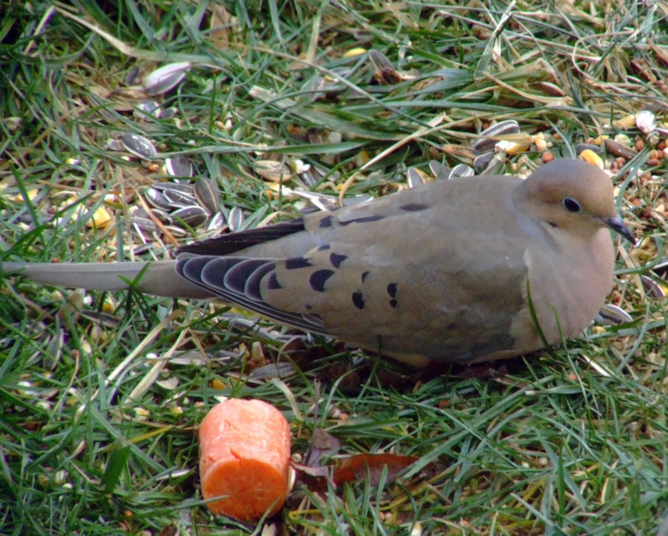 mourning dove mourning dove