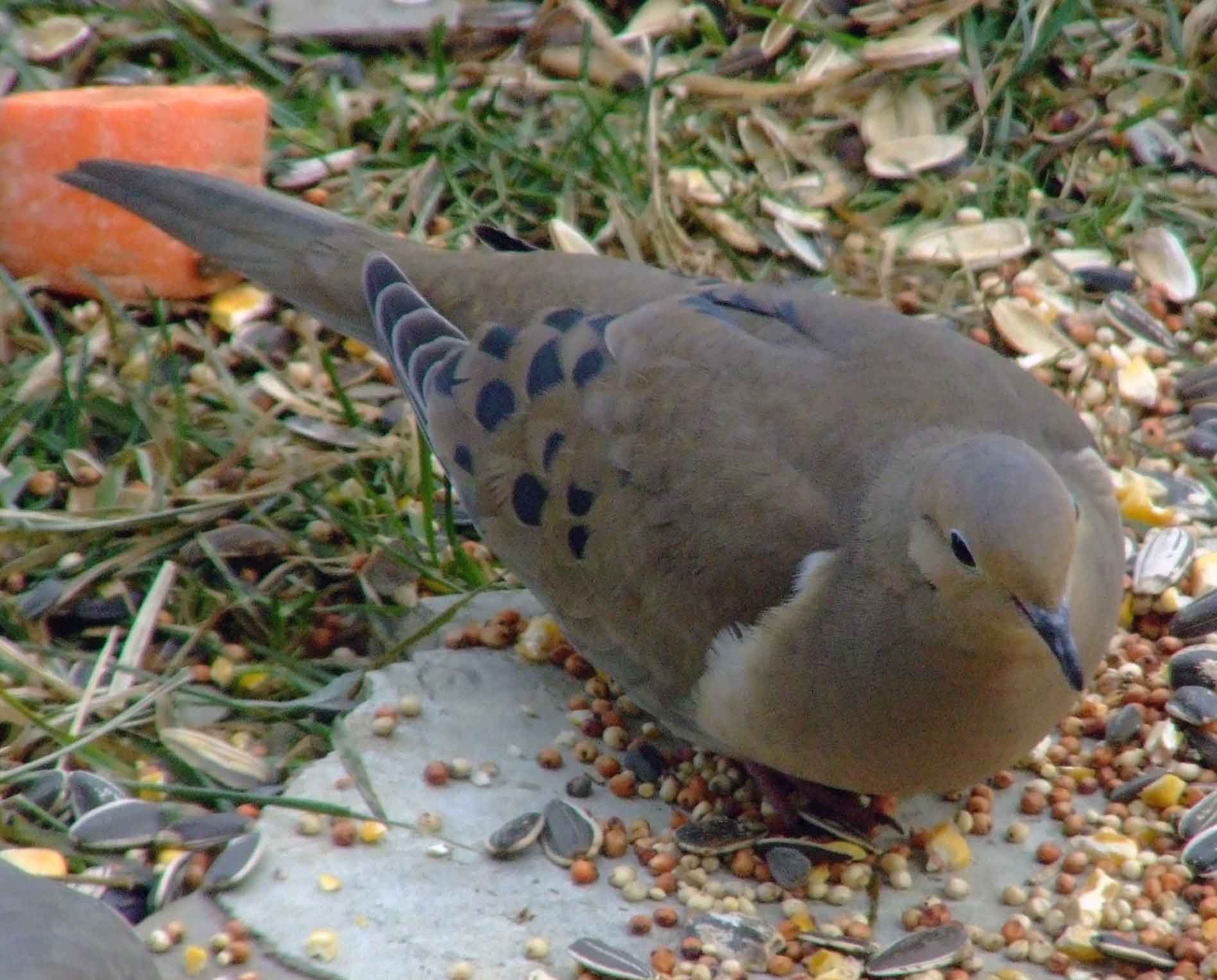 mourning dove mourning dove