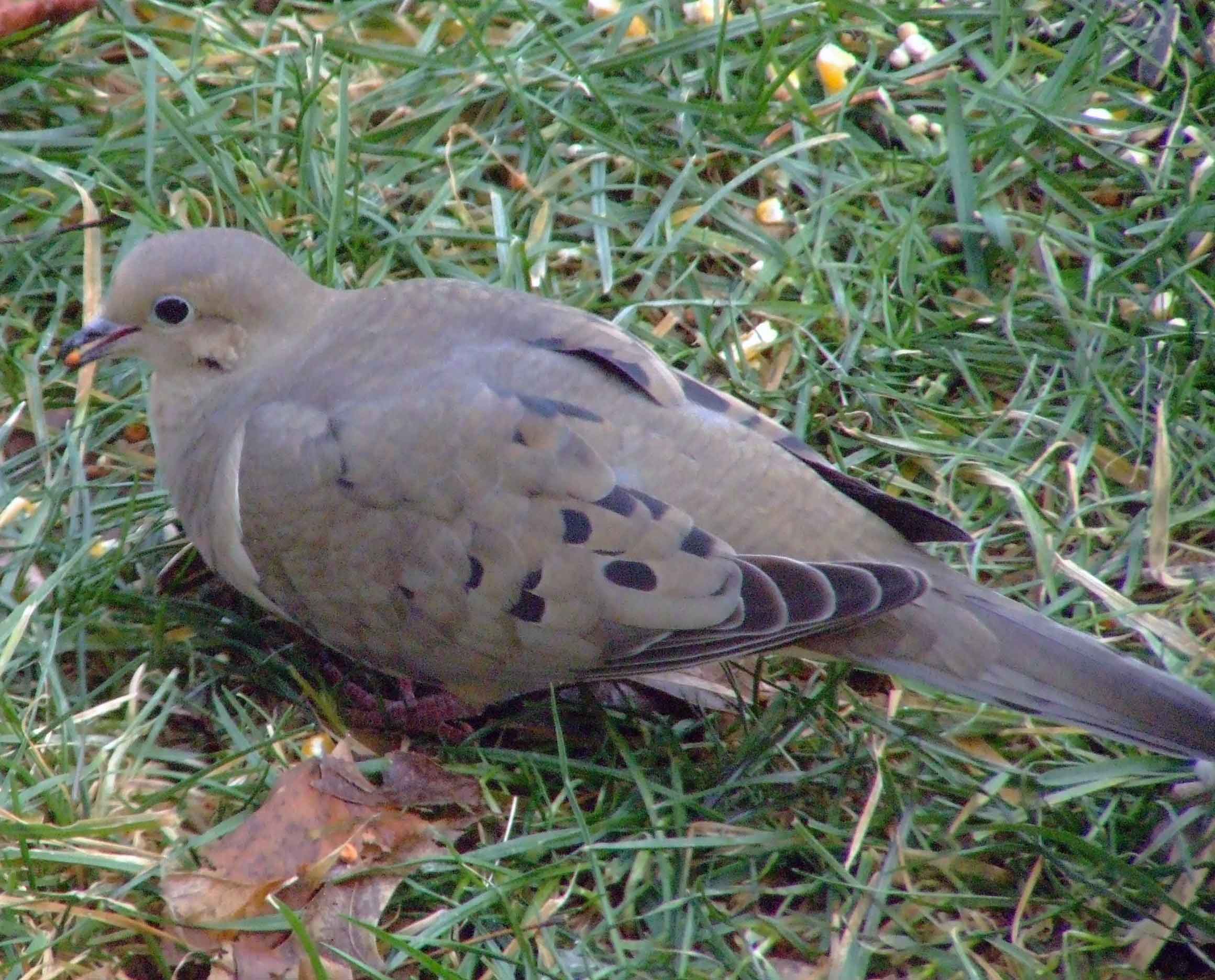 mourning dove mourning dove