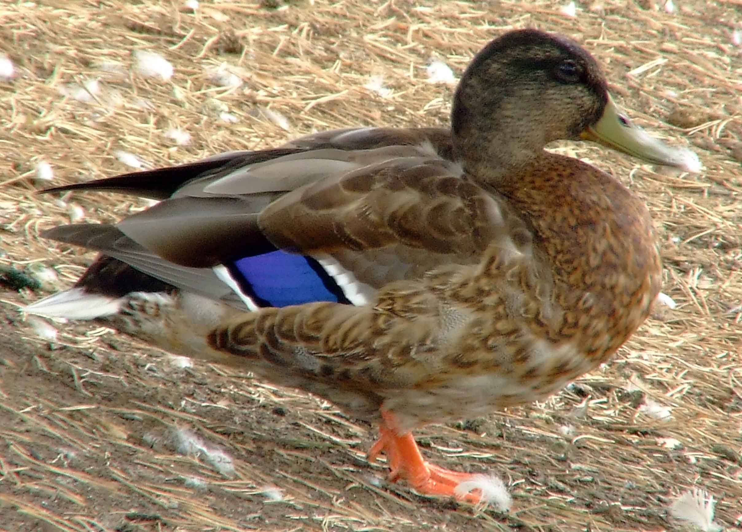 Anas platyrhynchos, bird watching, C and O Canal, Class: Aves, dabbling duck, DC, Dick Maley, display, Duck, Family: Anatidae, Fuji Digital Camera S9600, Genus: Anas, Google Images, Hughes Hollow, Hunting Quarter Road, Kingdom: Animalia, Mallard Duck, Marsh, Maryland, MD, Montgomery County, North America, Order: Anseriformes, photography, Phylum: Chordata, Poolesville, Potomac, Richard Maley, river, Species: A platyrhynchos, Subfamily: Anatinae, USA, Washington, Wetlands