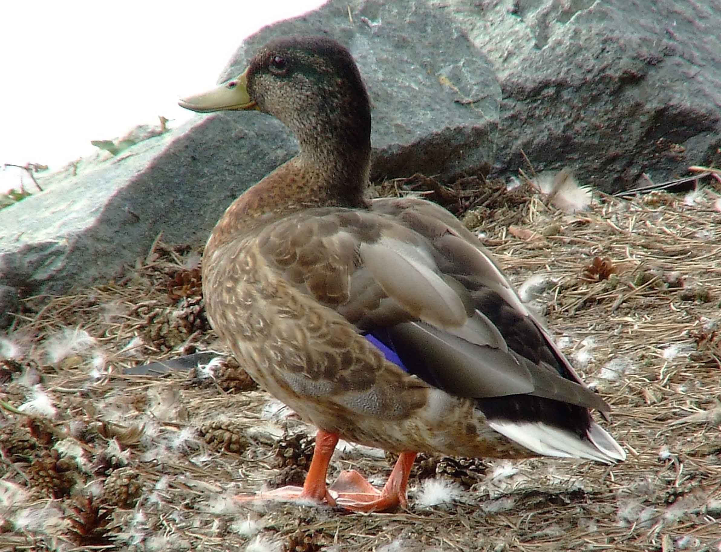 Anas platyrhynchos, bird watching, C and O Canal, Class: Aves, dabbling duck, DC, Dick Maley, display, Duck, Family: Anatidae, Fuji Digital Camera S9600, Genus: Anas, Google Images, Hughes Hollow, Hunting Quarter Road, Kingdom: Animalia, Mallard Duck, Marsh, Maryland, MD, Montgomery County, North America, Order: Anseriformes, photography, Phylum: Chordata, Poolesville, Potomac, Richard Maley, river, Species: A platyrhynchos, Subfamily: Anatinae, USA, Washington, Wetlands