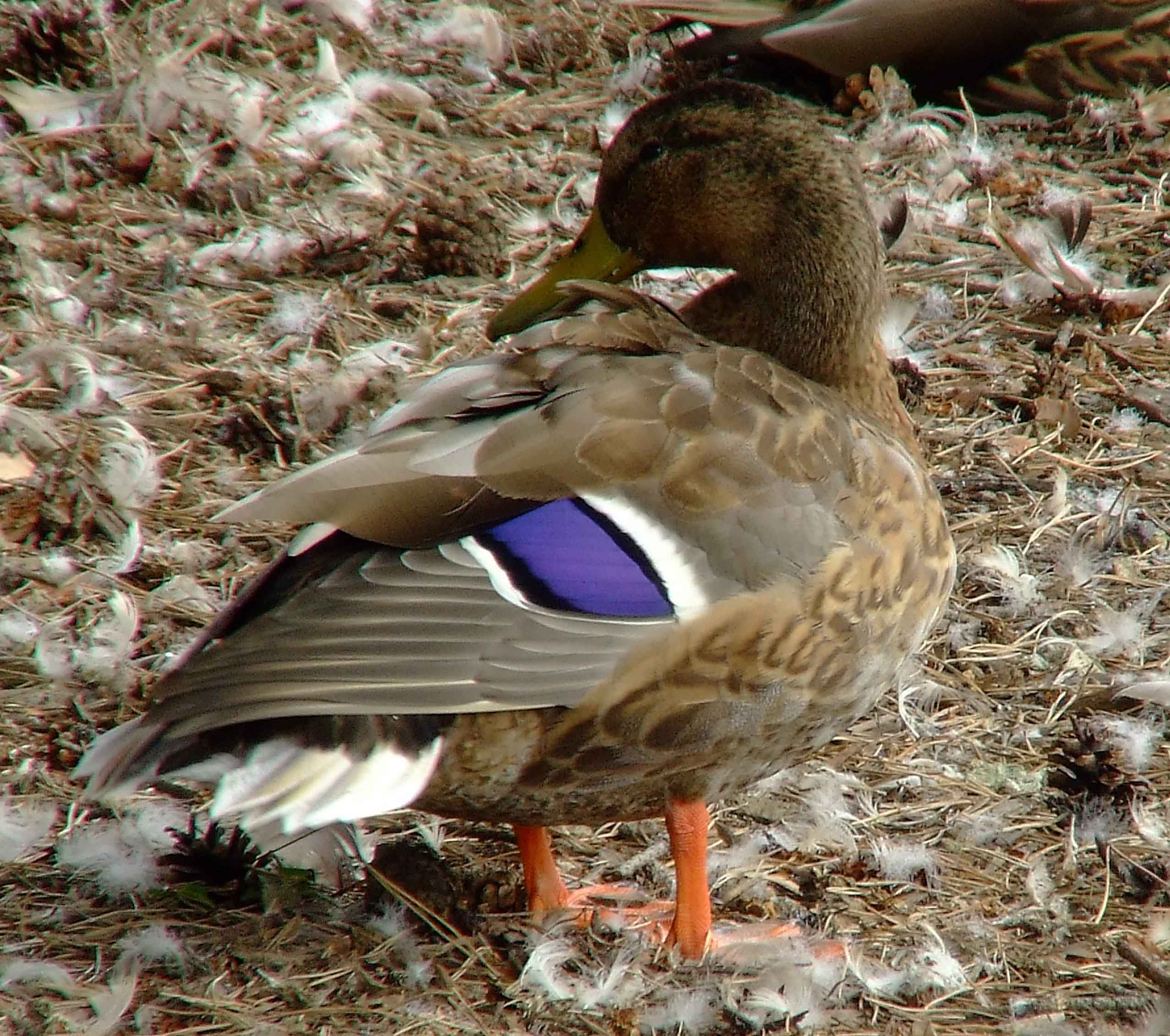 Anas platyrhynchos, bird watching, C and O Canal, Class: Aves, dabbling duck, DC, Dick Maley, display, Duck, Family: Anatidae, Fuji Digital Camera S9600, Genus: Anas, Google Images, Hughes Hollow, Hunting Quarter Road, Kingdom: Animalia, Mallard Duck, Marsh, Maryland, MD, Montgomery County, North America, Order: Anseriformes, photography, Phylum: Chordata, Poolesville, Potomac, Richard Maley, river, Species: A platyrhynchos, Subfamily: Anatinae, USA, Washington, Wetlands