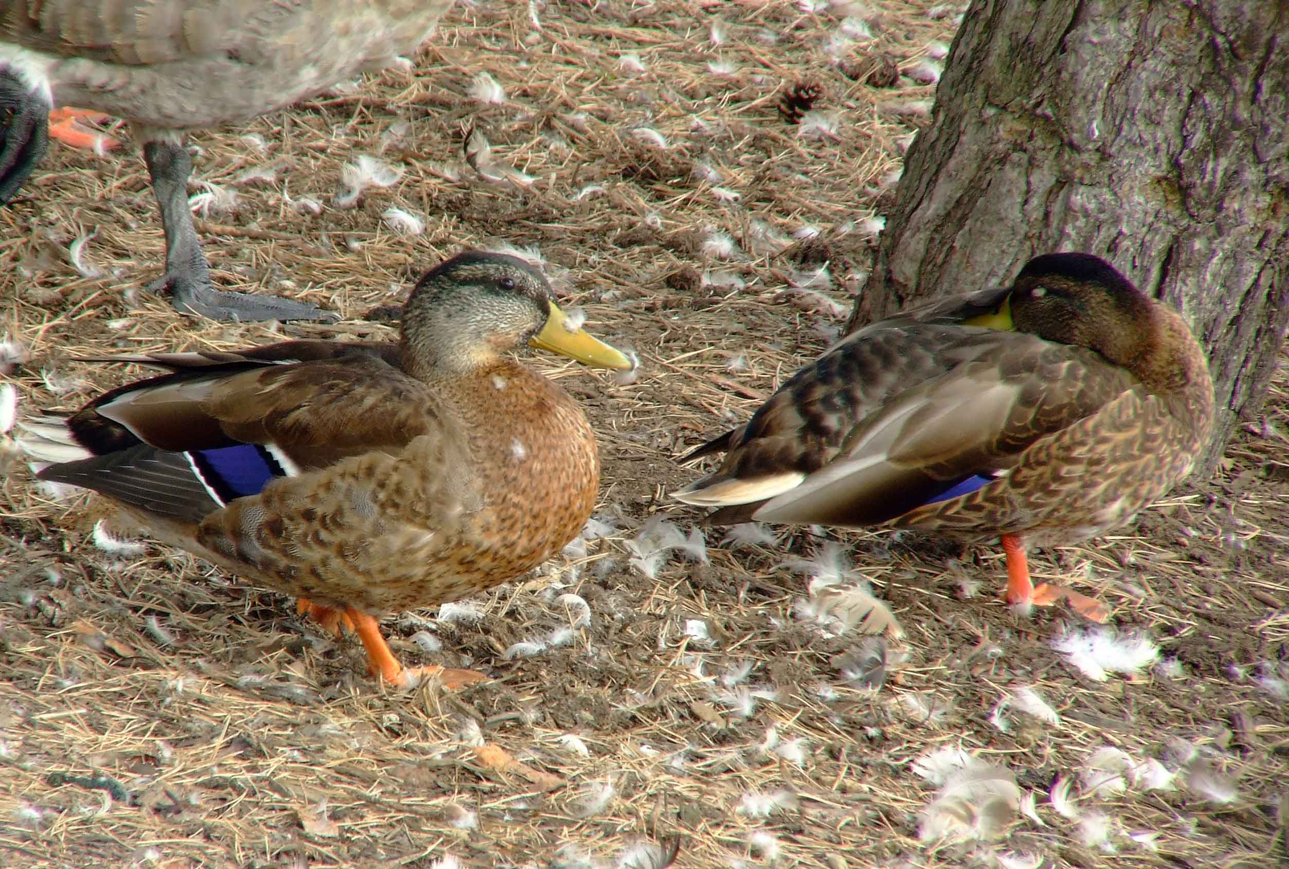 Anas platyrhynchos, bird watching, C and O Canal, Class: Aves, dabbling duck, DC, Dick Maley, display, Duck, Family: Anatidae, Fuji Digital Camera S9600, Genus: Anas, Google Images, Hughes Hollow, Hunting Quarter Road, Kingdom: Animalia, Mallard Duck, Marsh, Maryland, MD, Montgomery County, North America, Order: Anseriformes, photography, Phylum: Chordata, Poolesville, Potomac, Richard Maley, river, Species: A platyrhynchos, Subfamily: Anatinae, USA, Washington, Wetlands