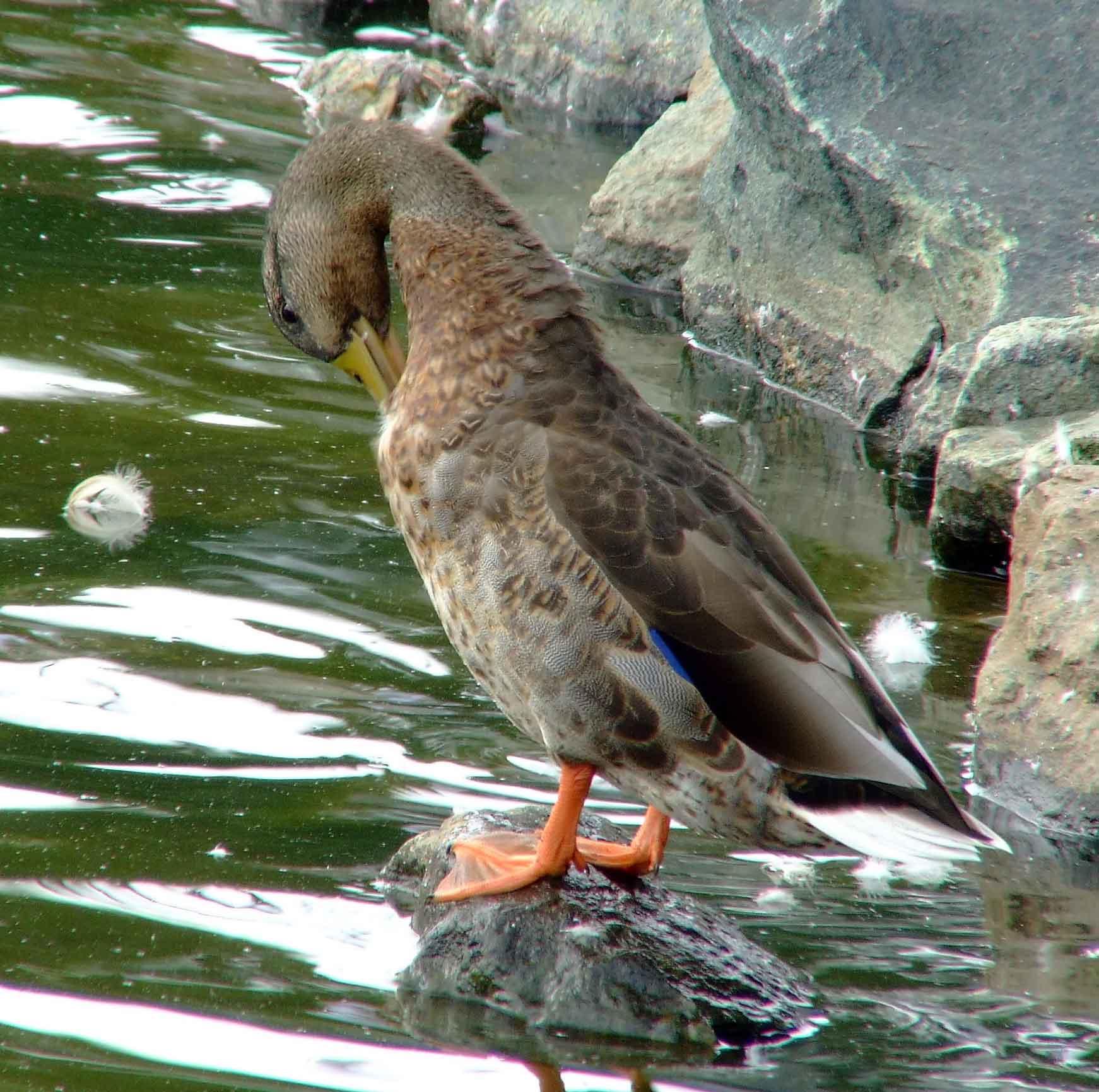 Anas platyrhynchos, bird watching, C and O Canal, Class: Aves, dabbling duck, DC, Dick Maley, display, Duck, Family: Anatidae, Fuji Digital Camera S9600, Genus: Anas, Google Images, Hughes Hollow, Hunting Quarter Road, Kingdom: Animalia, Mallard Duck, Marsh, Maryland, MD, Montgomery County, North America, Order: Anseriformes, photography, Phylum: Chordata, Poolesville, Potomac, Richard Maley, river, Species: A platyrhynchos, Subfamily: Anatinae, USA, Washington, Wetlands