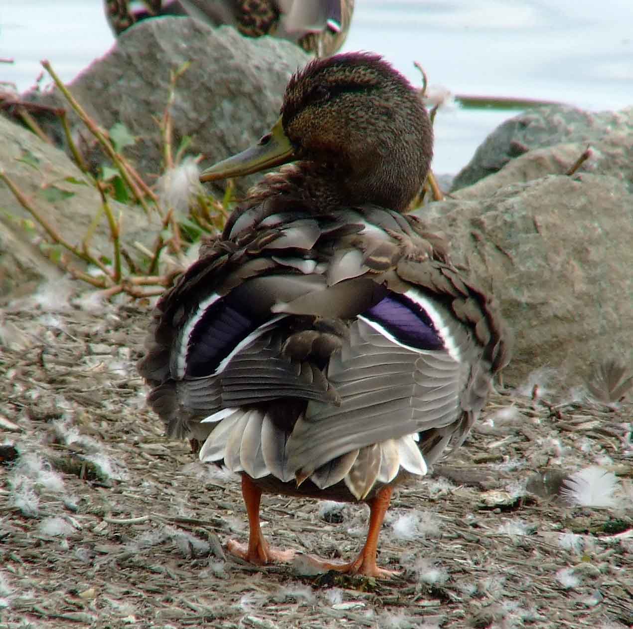 Anas platyrhynchos, bird watching, C and O Canal, Class: Aves, dabbling duck, DC, Dick Maley, display, Duck, Family: Anatidae, Fuji Digital Camera S9600, Genus: Anas, Google Images, Hughes Hollow, Hunting Quarter Road, Kingdom: Animalia, Mallard Duck, Marsh, Maryland, MD, Montgomery County, North America, Order: Anseriformes, photography, Phylum: Chordata, Poolesville, Potomac, Richard Maley, river, Species: A platyrhynchos, Subfamily: Anatinae, USA, Washington, Wetlands