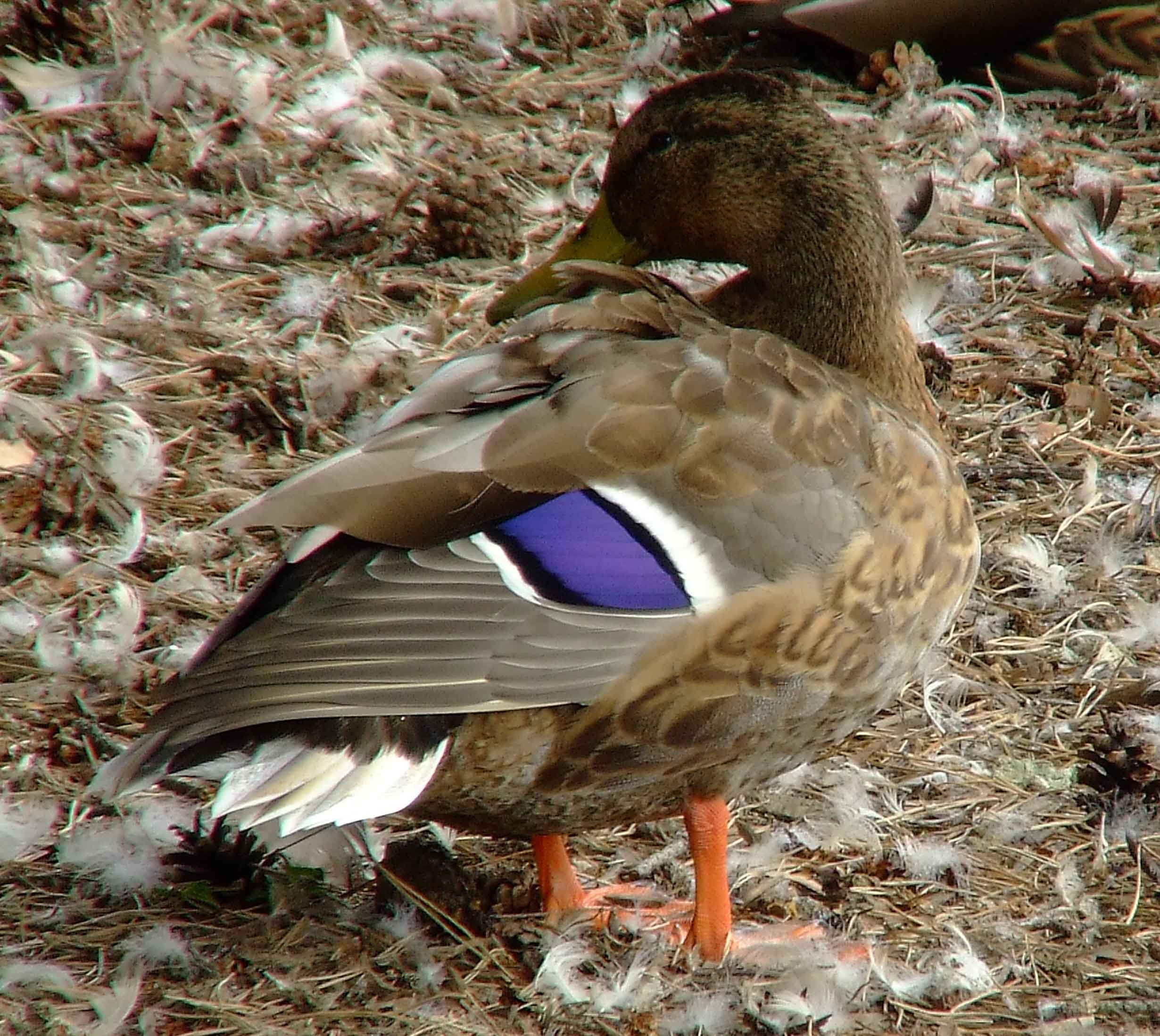 Anas platyrhynchos, bird watching, C and O Canal, Class: Aves, dabbling duck, DC, Dick Maley, display, Duck, Family: Anatidae, Fuji Digital Camera S9600, Genus: Anas, Google Images, Hughes Hollow, Hunting Quarter Road, Kingdom: Animalia, Mallard Duck, Marsh, Maryland, MD, Montgomery County, North America, Order: Anseriformes, photography, Phylum: Chordata, Poolesville, Potomac, Richard Maley, river, Species: A platyrhynchos, Subfamily: Anatinae, USA, Washington, Wetlands