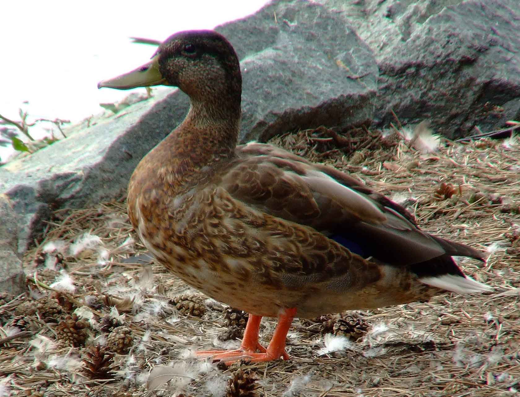 Anas platyrhynchos, bird watching, C and O Canal, Class: Aves, dabbling duck, DC, Dick Maley, display, Duck, Family: Anatidae, Fuji Digital Camera S9600, Genus: Anas, Google Images, Hughes Hollow, Hunting Quarter Road, Kingdom: Animalia, Mallard Duck, Marsh, Maryland, MD, Montgomery County, North America, Order: Anseriformes, photography, Phylum: Chordata, Poolesville, Potomac, Richard Maley, river, Species: A platyrhynchos, Subfamily: Anatinae, USA, Washington, Wetlands