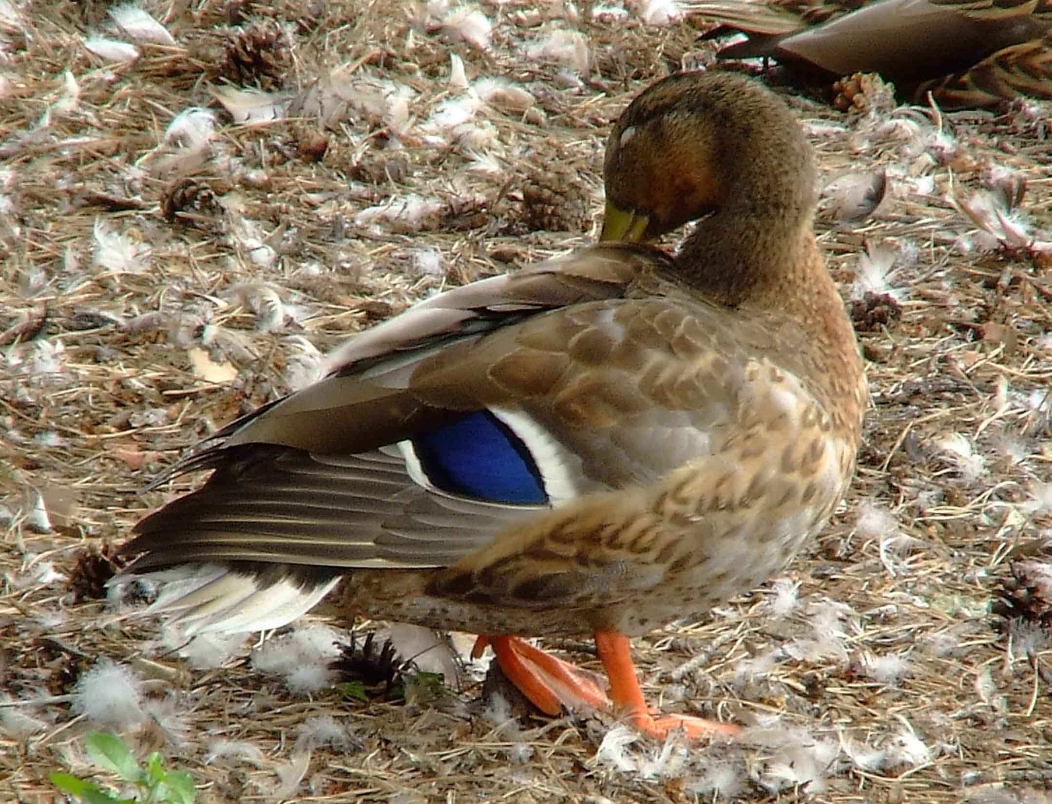 Anas platyrhynchos, bird watching, C and O Canal, Class: Aves, dabbling duck, DC, Dick Maley, display, Duck, Family: Anatidae, Fuji Digital Camera S9600, Genus: Anas, Google Images, Hughes Hollow, Hunting Quarter Road, Kingdom: Animalia, Mallard Duck, Marsh, Maryland, MD, Montgomery County, North America, Order: Anseriformes, photography, Phylum: Chordata, Poolesville, Potomac, Richard Maley, river, Species: A platyrhynchos, Subfamily: Anatinae, USA, Washington, Wetlands