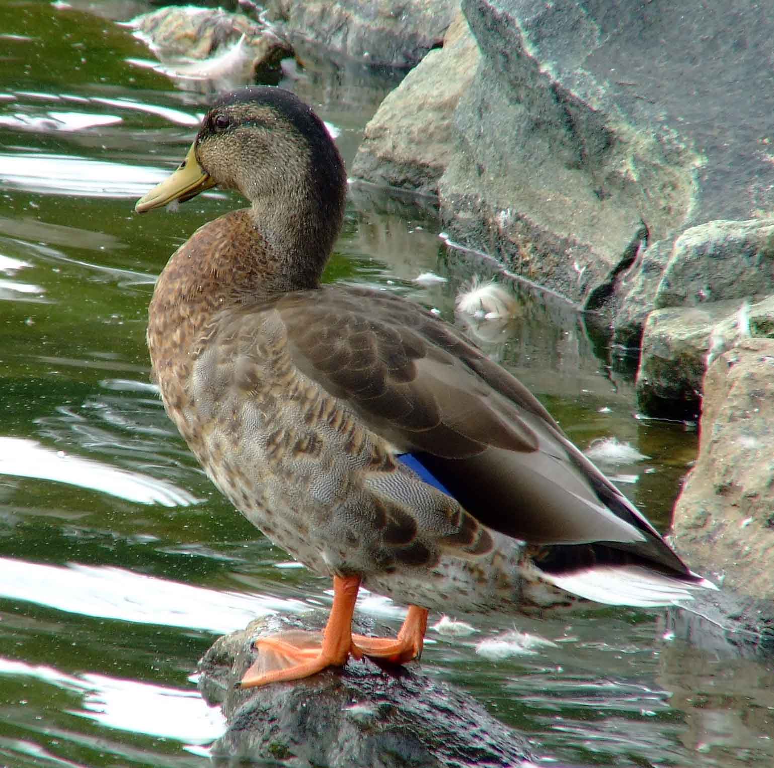 Anas platyrhynchos, bird watching, C and O Canal, Class: Aves, dabbling duck, DC, Dick Maley, display, Duck, Family: Anatidae, Fuji Digital Camera S9600, Genus: Anas, Google Images, Hughes Hollow, Hunting Quarter Road, Kingdom: Animalia, Mallard Duck, Marsh, Maryland, MD, Montgomery County, North America, Order: Anseriformes, photography, Phylum: Chordata, Poolesville, Potomac, Richard Maley, river, Species: A platyrhynchos, Subfamily: Anatinae, USA, Washington, Wetlands