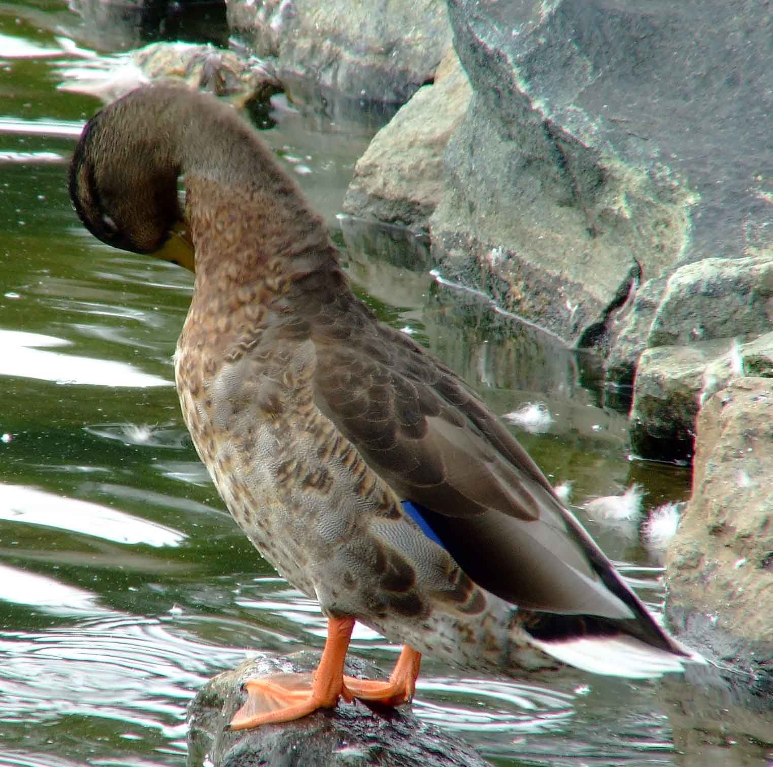 Anas platyrhynchos, bird watching, C and O Canal, Class: Aves, dabbling duck, DC, Dick Maley, display, Duck, Family: Anatidae, Fuji Digital Camera S9600, Genus: Anas, Google Images, Hughes Hollow, Hunting Quarter Road, Kingdom: Animalia, Mallard Duck, Marsh, Maryland, MD, Montgomery County, North America, Order: Anseriformes, photography, Phylum: Chordata, Poolesville, Potomac, Richard Maley, river, Species: A platyrhynchos, Subfamily: Anatinae, USA, Washington, Wetlands