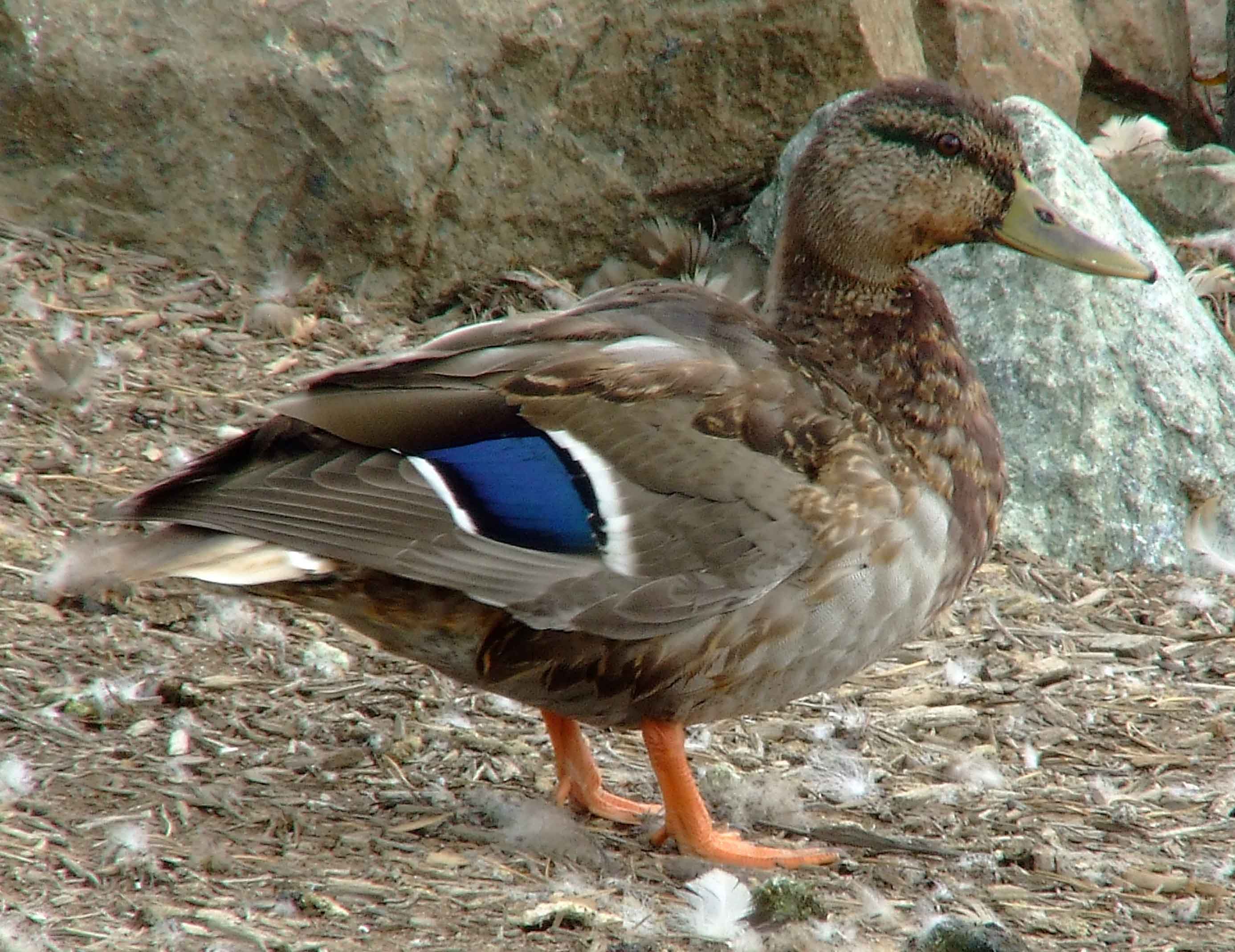 Anas platyrhynchos, bird watching, C and O Canal, Class: Aves, dabbling duck, DC, Dick Maley, display, Duck, Family: Anatidae, Fuji Digital Camera S9600, Genus: Anas, Google Images, Hughes Hollow, Hunting Quarter Road, Kingdom: Animalia, Mallard Duck, Marsh, Maryland, MD, Montgomery County, North America, Order: Anseriformes, photography, Phylum: Chordata, Poolesville, Potomac, Richard Maley, river, Species: A platyrhynchos, Subfamily: Anatinae, USA, Washington, Wetlands