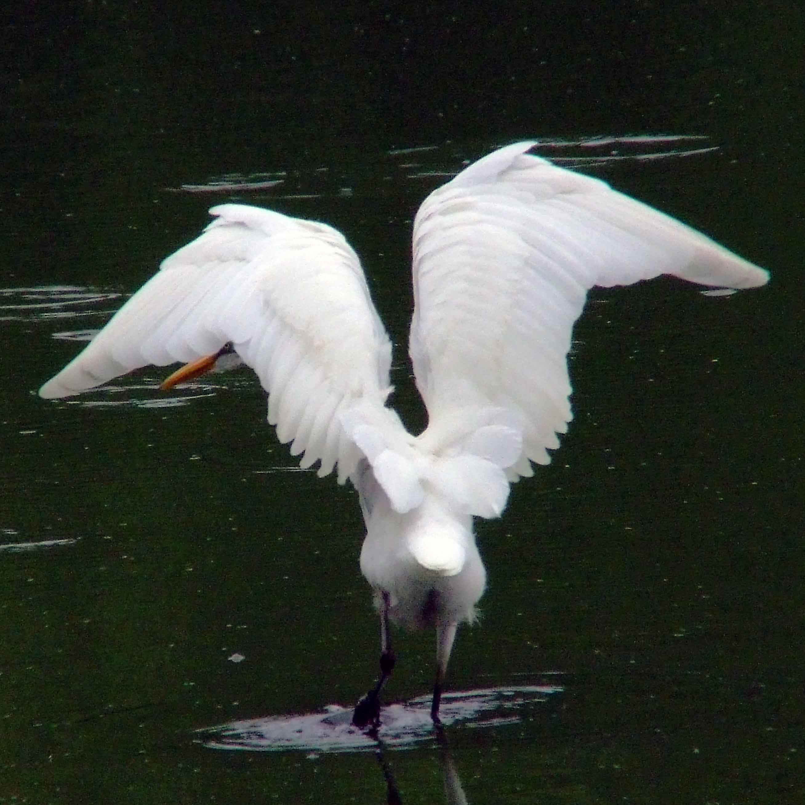 Ardea alba, bird watching, C and O Canal, Camera, Casmerodius albus, Class: Aves, Common Egret, DC, Dick Maley, display, Egretta alba, Family: Ardeidae, fishing, Fuji Digital Camera S9600, Genus: Ardea, Google Images, Great Egret, Great White Egret, hiking, Hughes Hollow, Hunting Quarter Road, Kingdom: Animalia, Ko-tuku, Marsh, Maryland, MD, Montgomery County, nature, North America, Order: Ciconiiformes, photography, Phylum: Chordata, Poolesville, Potomac, Richard Maley, river, Species: A alba, USA, wading egret, Washington, Wetlands, White Heron