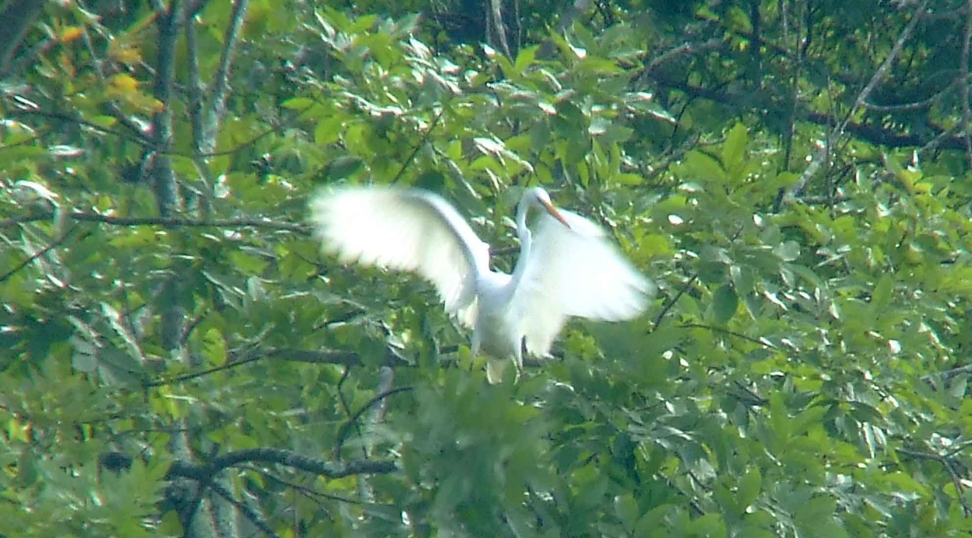 Ardea alba, bird watching, C and O Canal, Camera, Casmerodius albus, Class: Aves, Common Egret, DC, Dick Maley, display, Egretta alba, Family: Ardeidae, fishing, Fuji Digital Camera S9600, Genus: Ardea, Google Images, Great Egret, Great White Egret, hiking, Hughes Hollow, Hunting Quarter Road, Kingdom: Animalia, Ko-tuku, Marsh, Maryland, MD, Montgomery County, nature, North America, Order: Ciconiiformes, photography, Phylum: Chordata, Poolesville, Potomac, Richard Maley, river, Species: A alba, USA, wading egret, Washington, Wetlands, White Heron