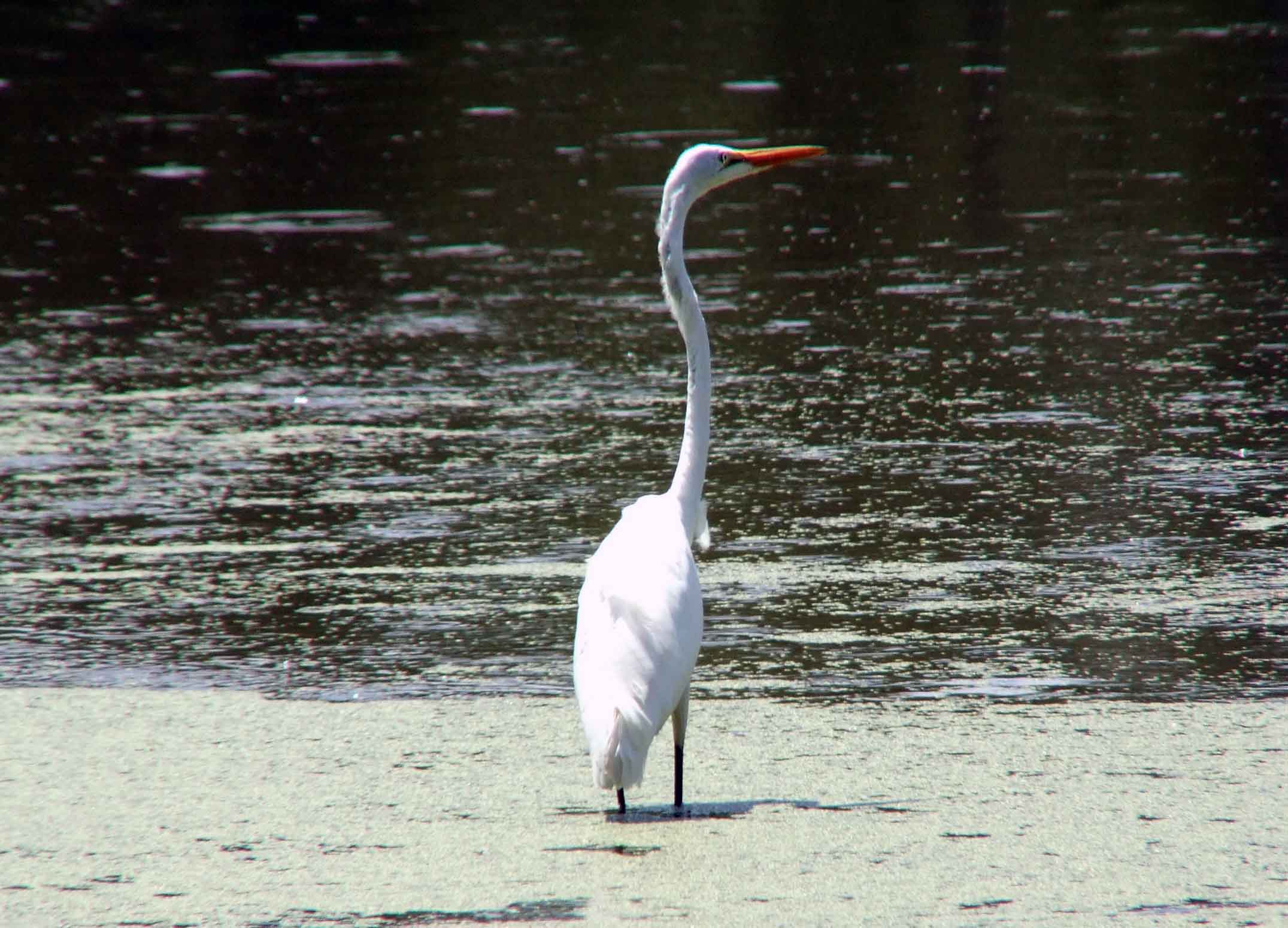 Ardea alba, bird watching, C and O Canal, Camera, Casmerodius albus, Class: Aves, Common Egret, DC, Dick Maley, display, Egretta alba, Family: Ardeidae, fishing, Fuji Digital Camera S9600, Genus: Ardea, Google Images, Great Egret, Great White Egret, hiking, Hughes Hollow, Hunting Quarter Road, Kingdom: Animalia, Ko-tuku, Marsh, Maryland, MD, Montgomery County, nature, North America, Order: Ciconiiformes, photography, Phylum: Chordata, Poolesville, Potomac, Richard Maley, river, Species: A alba, USA, wading egret, Washington, Wetlands, White Heron