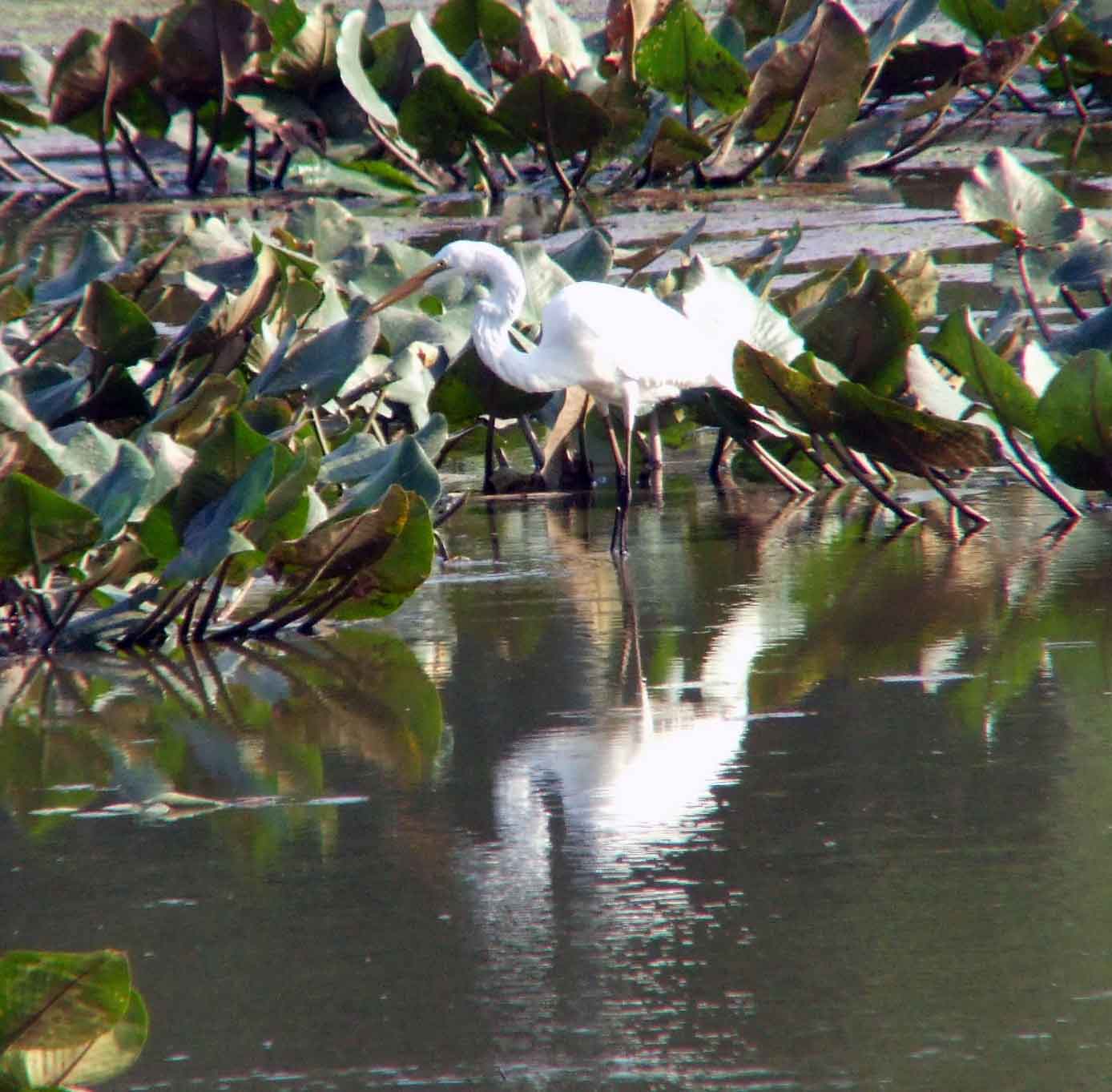 Ardea alba, bird watching, C and O Canal, Camera, Casmerodius albus, Class: Aves, Common Egret, DC, Dick Maley, display, Egretta alba, Family: Ardeidae, fishing, Fuji Digital Camera S9600, Genus: Ardea, Google Images, Great Egret, Great White Egret, hiking, Hughes Hollow, Hunting Quarter Road, Kingdom: Animalia, Ko-tuku, Marsh, Maryland, MD, Montgomery County, nature, North America, Order: Ciconiiformes, photography, Phylum: Chordata, Poolesville, Potomac, Richard Maley, river, Species: A alba, USA, wading egret, Washington, Wetlands, White Heron