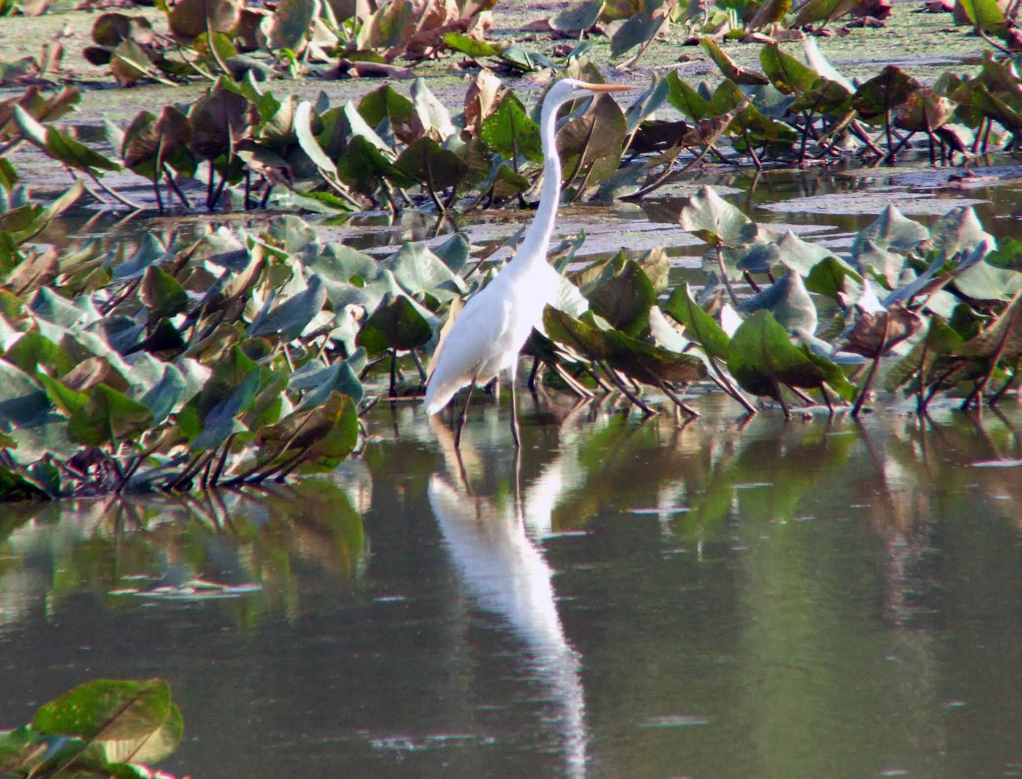 Ardea alba, bird watching, C and O Canal, Camera, Casmerodius albus, Class: Aves, Common Egret, DC, Dick Maley, display, Egretta alba, Family: Ardeidae, fishing, Fuji Digital Camera S9600, Genus: Ardea, Google Images, Great Egret, Great White Egret, hiking, Hughes Hollow, Hunting Quarter Road, Kingdom: Animalia, Ko-tuku, Marsh, Maryland, MD, Montgomery County, nature, North America, Order: Ciconiiformes, photography, Phylum: Chordata, Poolesville, Potomac, Richard Maley, river, Species: A alba, USA, wading egret, Washington, Wetlands, White Heron