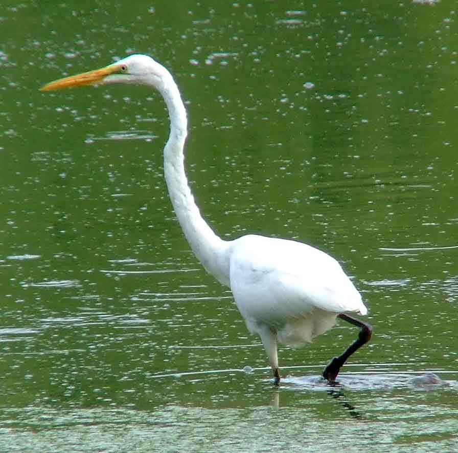 Ardea alba, bird watching, C and O Canal, Camera, Casmerodius albus, Class: Aves, Common Egret, DC, Dick Maley, display, Egretta alba, Family: Ardeidae, fishing, Fuji Digital Camera S9600, Genus: Ardea, Google Images, Great Egret, Great White Egret, hiking, Hughes Hollow, Hunting Quarter Road, Kingdom: Animalia, Ko-tuku, Marsh, Maryland, MD, Montgomery County, nature, North America, Order: Ciconiiformes, photography, Phylum: Chordata, Poolesville, Potomac, Richard Maley, river, Species: A alba, USA, wading egret, Washington, Wetlands, White Heron