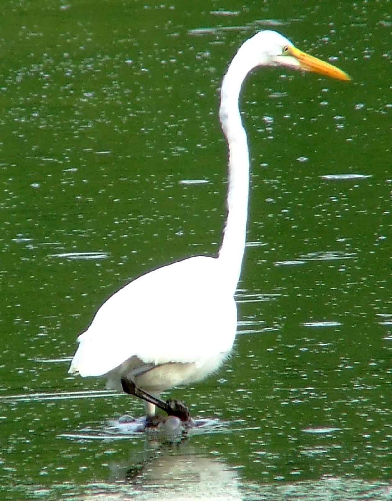 Ardea alba, bird watching, C and O Canal, Camera, Casmerodius albus, Class: Aves, Common Egret, DC, Dick Maley, display, Egretta alba, Family: Ardeidae, fishing, Fuji Digital Camera S9600, Genus: Ardea, Google Images, Great Egret, Great White Egret, hiking, Hughes Hollow, Hunting Quarter Road, Kingdom: Animalia, Ko-tuku, Marsh, Maryland, MD, Montgomery County, nature, North America, Order: Ciconiiformes, photography, Phylum: Chordata, Poolesville, Potomac, Richard Maley, river, Species: A alba, USA, wading egret, Washington, Wetlands, White Heron