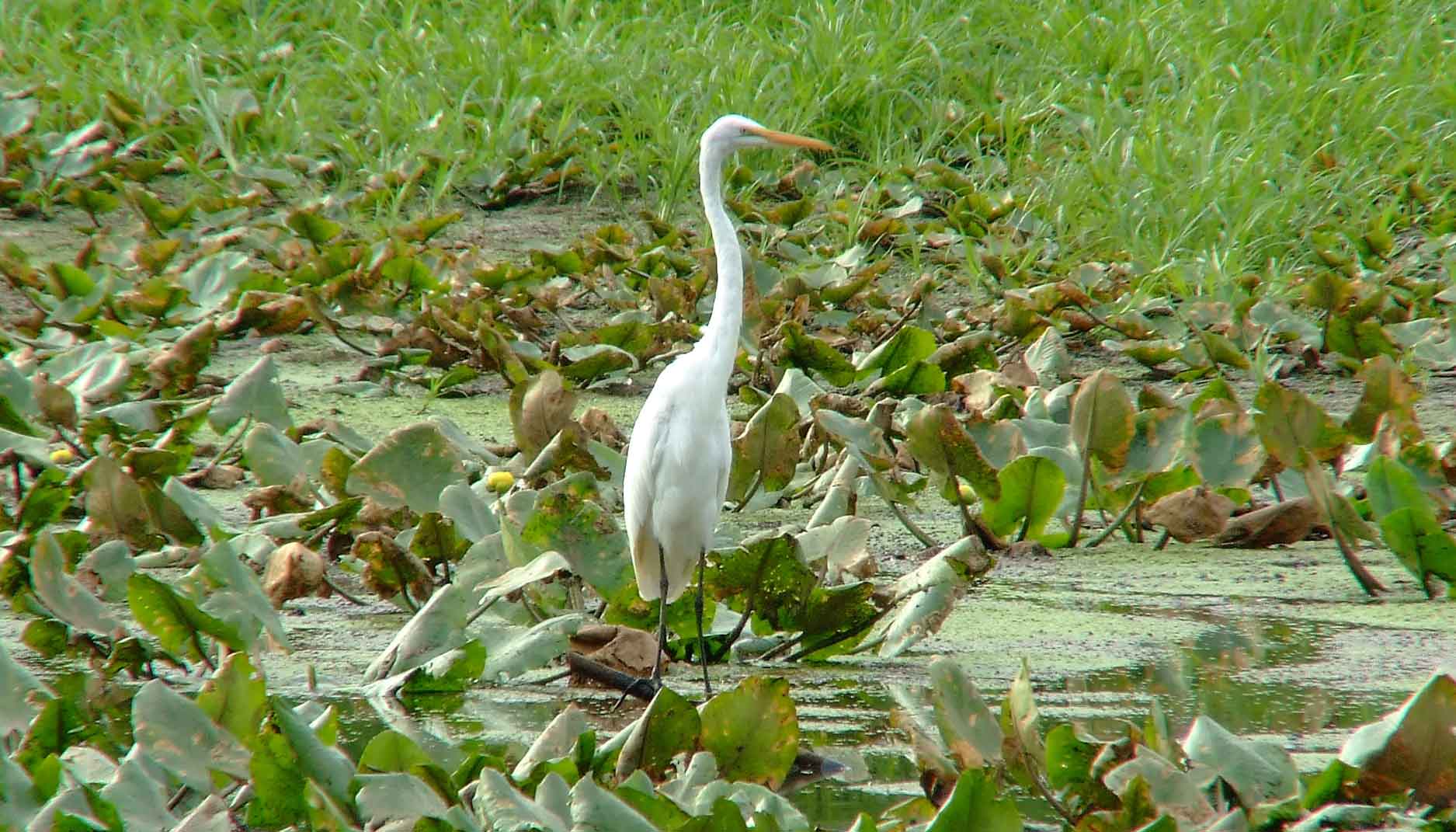 Ardea alba, bird watching, C and O Canal, Camera, Casmerodius albus, Class: Aves, Common Egret, DC, Dick Maley, display, Egretta alba, Family: Ardeidae, fishing, Fuji Digital Camera S9600, Genus: Ardea, Google Images, Great Egret, Great White Egret, hiking, Hughes Hollow, Hunting Quarter Road, Kingdom: Animalia, Ko-tuku, Marsh, Maryland, MD, Montgomery County, nature, North America, Order: Ciconiiformes, photography, Phylum: Chordata, Poolesville, Potomac, Richard Maley, river, Species: A alba, USA, wading egret, Washington, Wetlands, White Heron