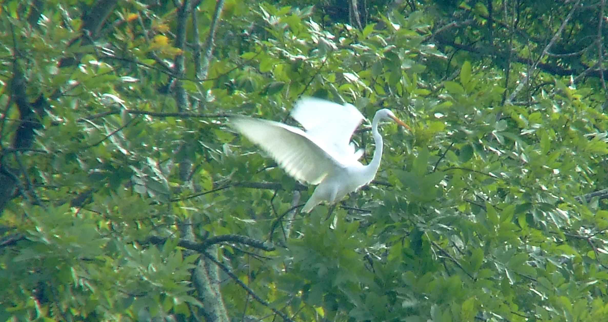 Ardea alba, bird watching, C and O Canal, Camera, Casmerodius albus, Class: Aves, Common Egret, DC, Dick Maley, display, Egretta alba, Family: Ardeidae, fishing, Fuji Digital Camera S9600, Genus: Ardea, Google Images, Great Egret, Great White Egret, hiking, Hughes Hollow, Hunting Quarter Road, Kingdom: Animalia, Ko-tuku, Marsh, Maryland, MD, Montgomery County, nature, North America, Order: Ciconiiformes, photography, Phylum: Chordata, Poolesville, Potomac, Richard Maley, river, Species: A alba, USA, wading egret, Washington, Wetlands, White Heron