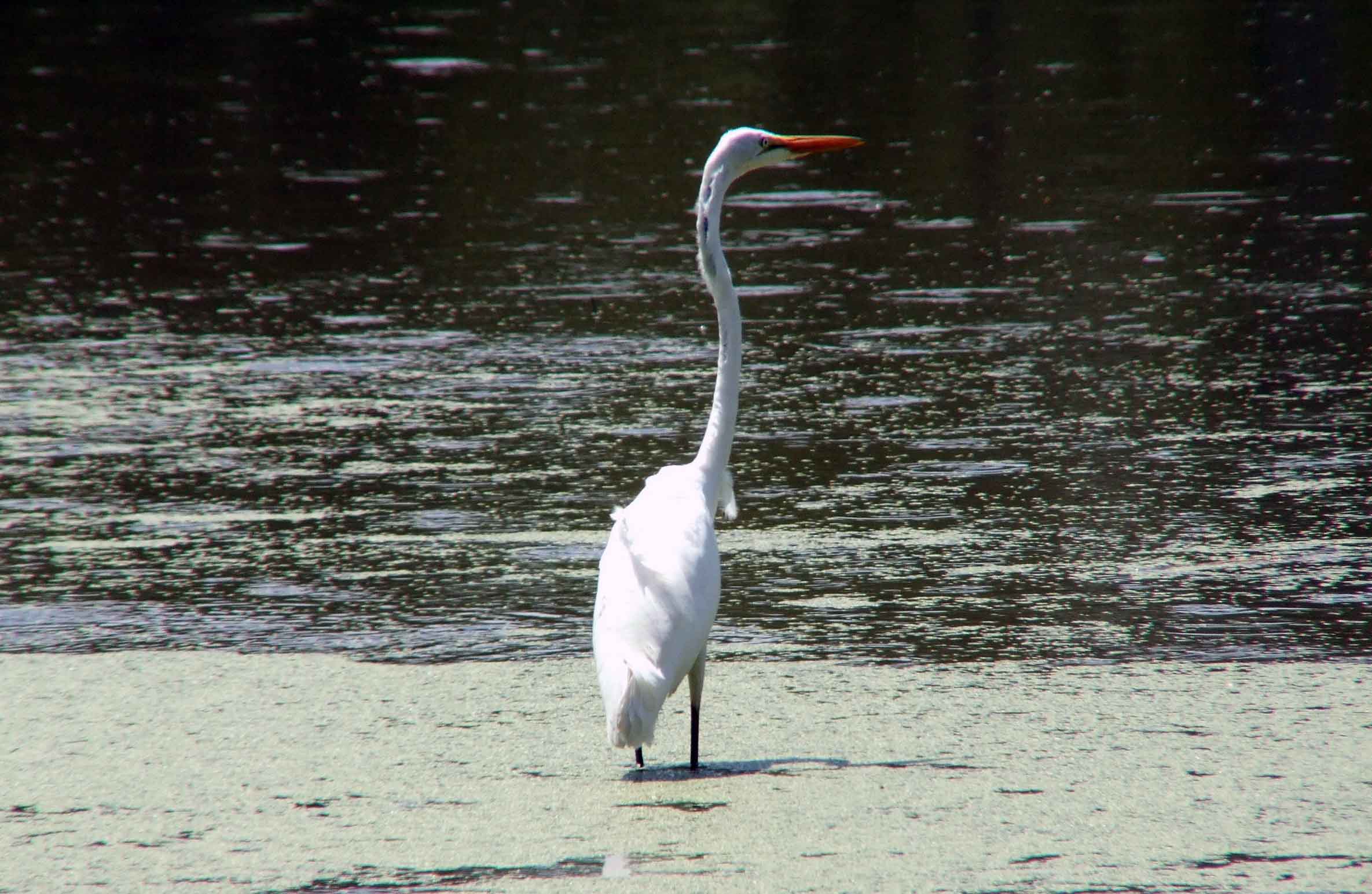 Ardea alba, bird watching, C and O Canal, Camera, Casmerodius albus, Class: Aves, Common Egret, DC, Dick Maley, display, Egretta alba, Family: Ardeidae, fishing, Fuji Digital Camera S9600, Genus: Ardea, Google Images, Great Egret, Great White Egret, hiking, Hughes Hollow, Hunting Quarter Road, Kingdom: Animalia, Ko-tuku, Marsh, Maryland, MD, Montgomery County, nature, North America, Order: Ciconiiformes, photography, Phylum: Chordata, Poolesville, Potomac, Richard Maley, river, Species: A alba, USA, wading egret, Washington, Wetlands, White Heron