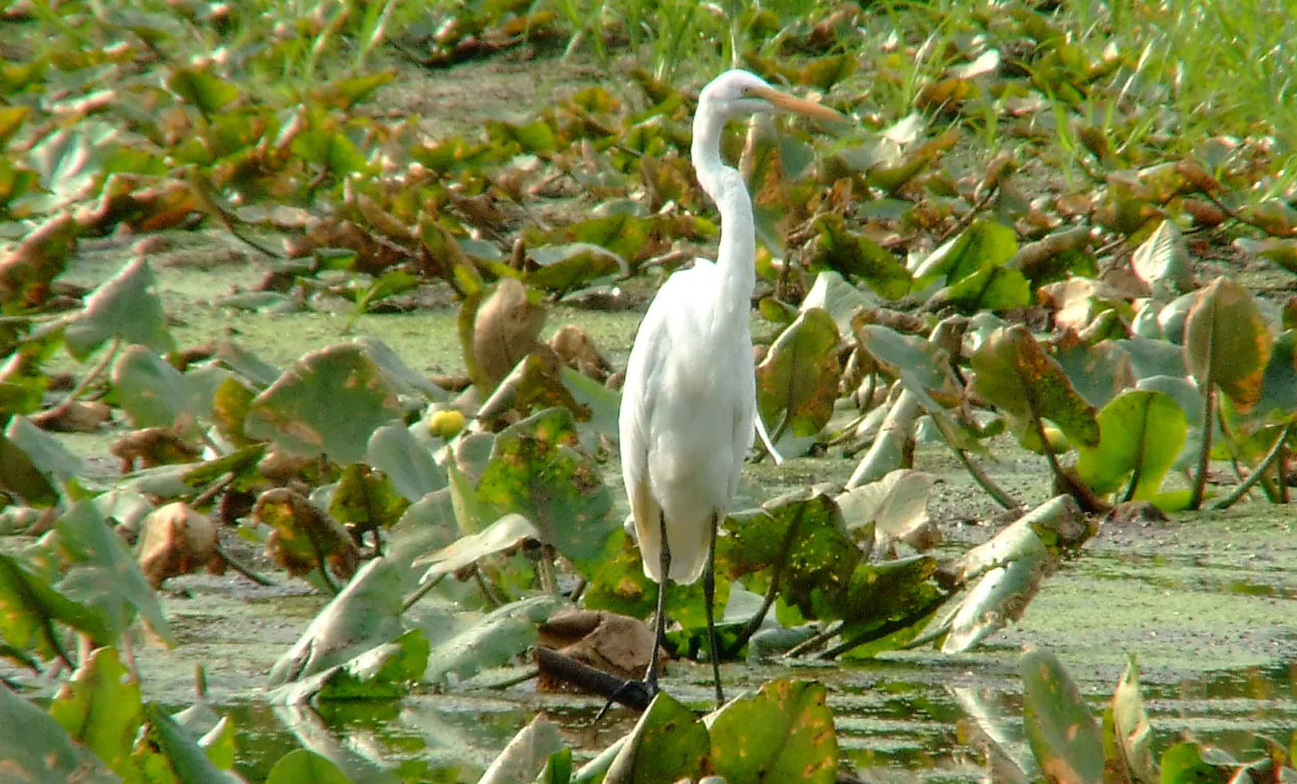 Ardea alba, bird watching, C and O Canal, Camera, Casmerodius albus, Class: Aves, Common Egret, DC, Dick Maley, display, Egretta alba, Family: Ardeidae, fishing, Fuji Digital Camera S9600, Genus: Ardea, Google Images, Great Egret, Great White Egret, hiking, Hughes Hollow, Hunting Quarter Road, Kingdom: Animalia, Ko-tuku, Marsh, Maryland, MD, Montgomery County, nature, North America, Order: Ciconiiformes, photography, Phylum: Chordata, Poolesville, Potomac, Richard Maley, river, Species: A alba, USA, wading egret, Washington, Wetlands, White Heron