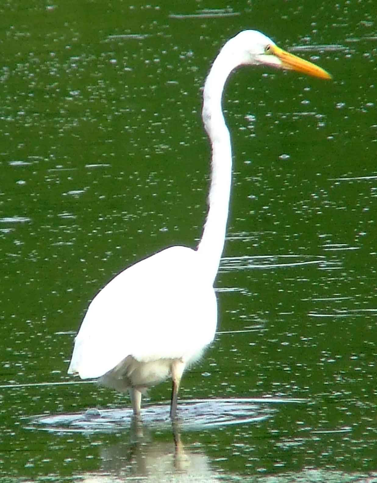 Ardea alba, bird watching, C and O Canal, Camera, Casmerodius albus, Class: Aves, Common Egret, DC, Dick Maley, display, Egretta alba, Family: Ardeidae, fishing, Fuji Digital Camera S9600, Genus: Ardea, Google Images, Great Egret, Great White Egret, hiking, Hughes Hollow, Hunting Quarter Road, Kingdom: Animalia, Ko-tuku, Marsh, Maryland, MD, Montgomery County, nature, North America, Order: Ciconiiformes, photography, Phylum: Chordata, Poolesville, Potomac, Richard Maley, river, Species: A alba, USA, wading egret, Washington, Wetlands, White Heron