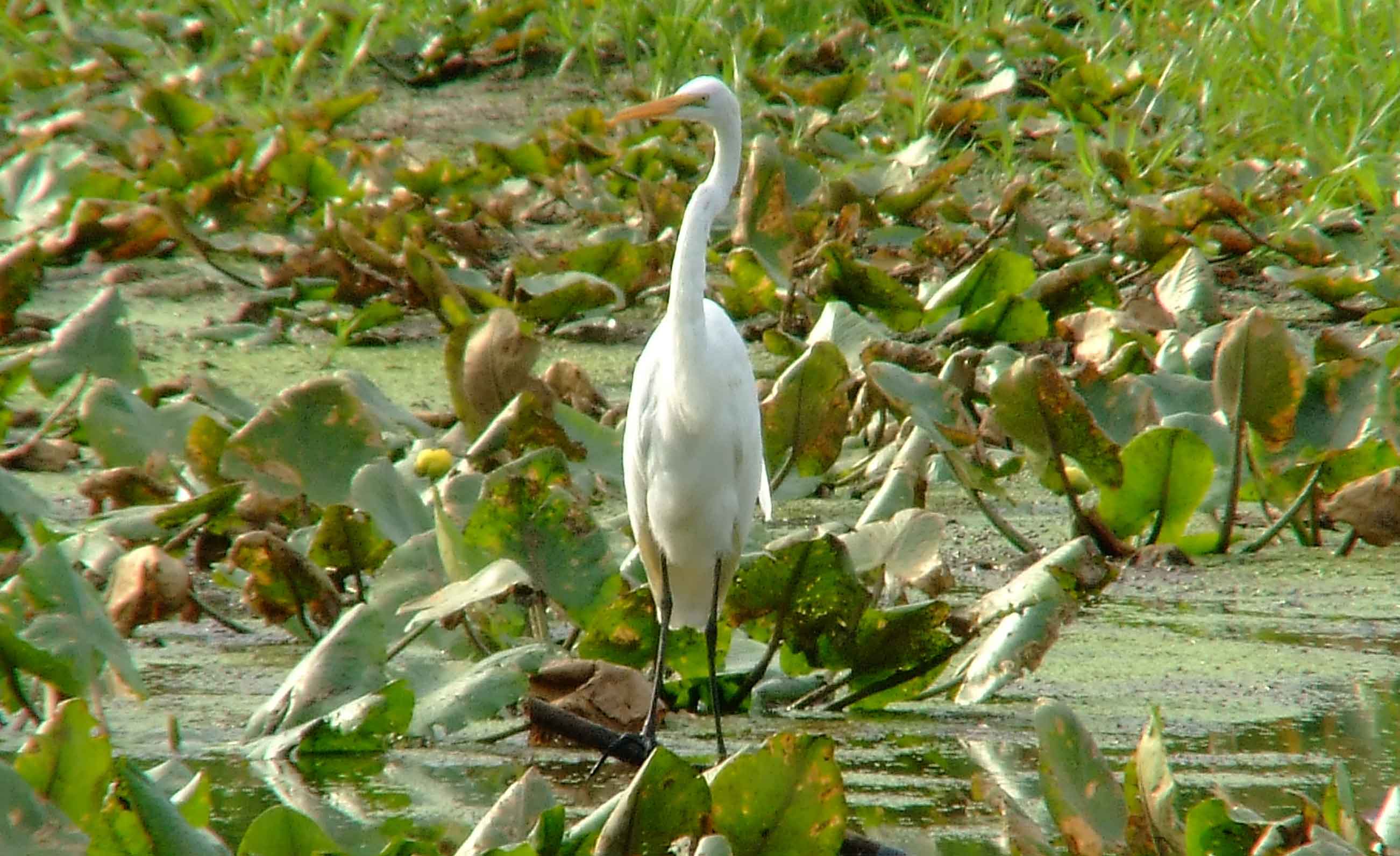 Ardea alba, bird watching, C and O Canal, Camera, Casmerodius albus, Class: Aves, Common Egret, DC, Dick Maley, display, Egretta alba, Family: Ardeidae, fishing, Fuji Digital Camera S9600, Genus: Ardea, Google Images, Great Egret, Great White Egret, hiking, Hughes Hollow, Hunting Quarter Road, Kingdom: Animalia, Ko-tuku, Marsh, Maryland, MD, Montgomery County, nature, North America, Order: Ciconiiformes, photography, Phylum: Chordata, Poolesville, Potomac, Richard Maley, river, Species: A alba, USA, wading egret, Washington, Wetlands, White Heron