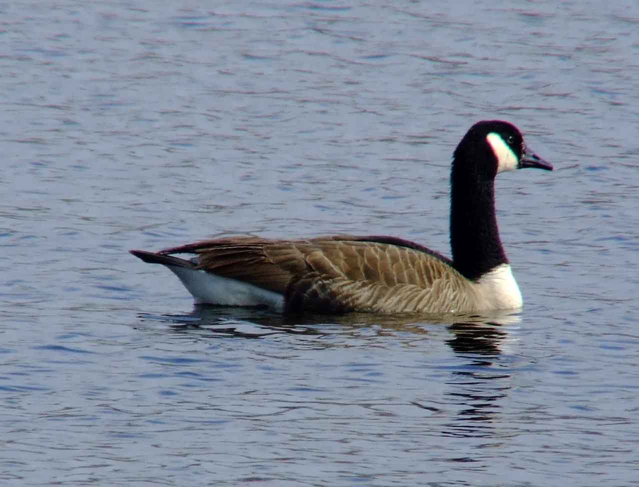 bird watching, C and O Canal, DC, Dick Maley, display, Fuji Digital Camera S9600, Hughes Hollow, Hunting Quarter Road, Marsh, Maryland, MD, Montgomery County, North America, photography, Poolesville, Potomac, Richard Maley, river, USA, Washington, Wetlands, Google Images, Canada Goose