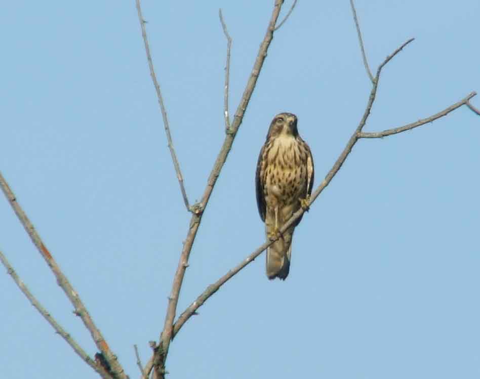 bird watching, C and O Canal, DC, Dick Maley, display, Fuji Digital Camera S9600, Hughes Hollow, Hunting Quarter Road, Marsh, Maryland, MD, Montgomery County, North America, photography, Poolesville, Potomac, Richard Maley, river, USA, Washington, Wetlands, Google Images, Red-shouldered Hawk, Buteo lineatus, Kingdom: Animalia, Phylum: Chordata, Class: Aves, Order: Falconiformes, Family: Accipitridae, Subfamily: Accipitrinae, Genus: Buteo, Species: B lineatus