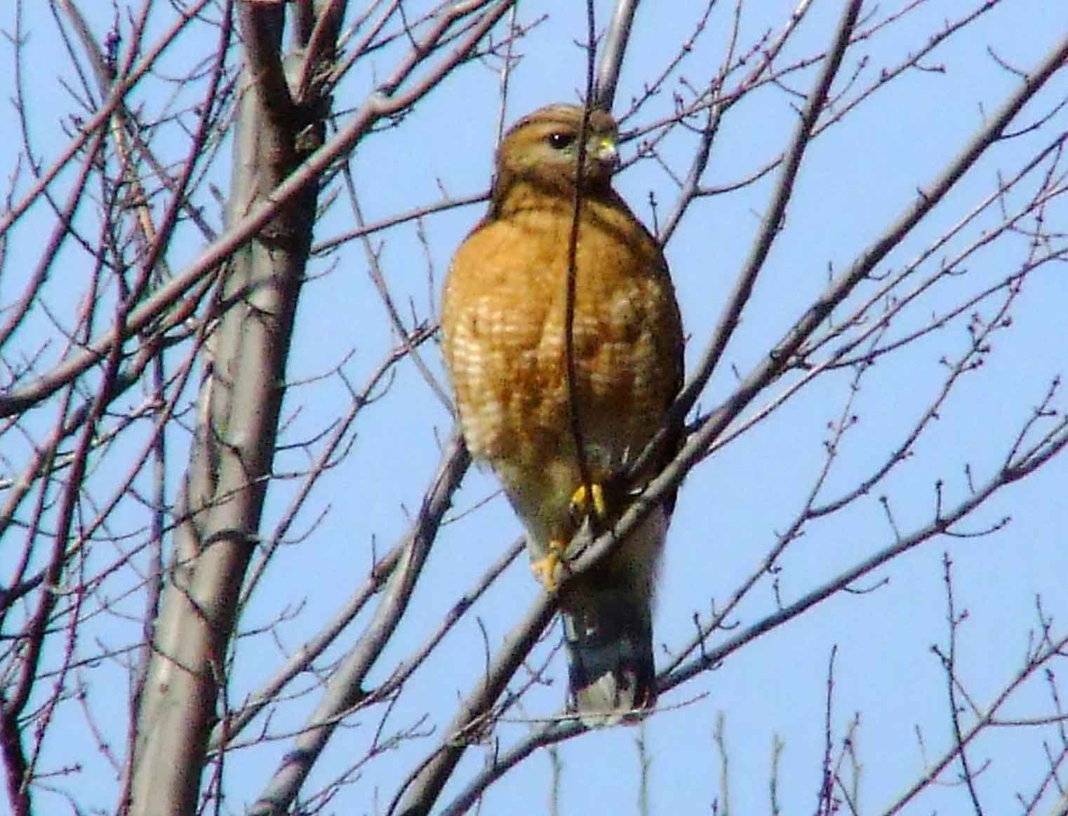 bird watching, C and O Canal, DC, Dick Maley, display, Fuji Digital Camera S9600, Hughes Hollow, Hunting Quarter Road, Marsh, Maryland, MD, Montgomery County, North America, photography, Poolesville, Potomac, Richard Maley, river, USA, Washington, Wetlands, Google Images, Red-shouldered Hawk, Buteo lineatus, Kingdom: Animalia, Phylum: Chordata, Class: Aves, Order: Falconiformes, Family: Accipitridae, Subfamily: Accipitrinae, Genus: Buteo, Species: B lineatus