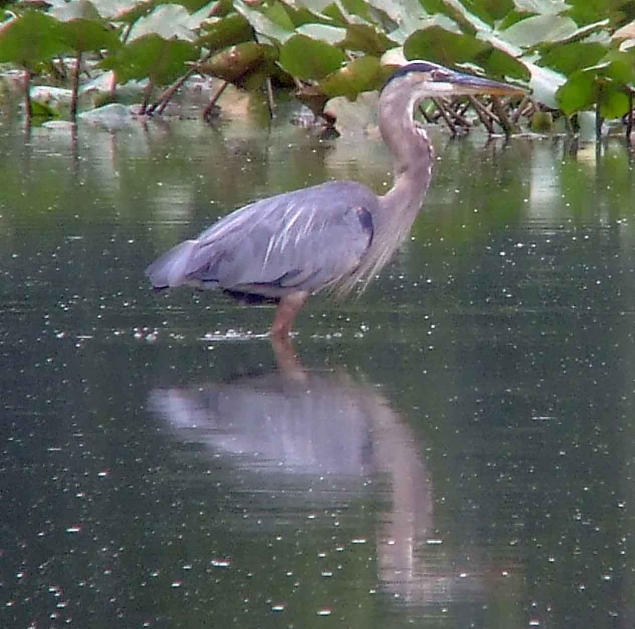 bird watching, C and O Canal, DC, Dick Maley, display, Fuji Digital Camera S9600, Hughes Hollow, Hunting Quarter Road, Marsh, Maryland, MD, Montgomery County, North America, photography, Poolesville, Potomac, Richard Maley, river, USA, Washington, Wetlands, Google Images, Ardea herodias, Great Blue Heron, Kingdom: Animalia, Phylum: Chordata, Class: Aves, Order: Ciconiiformes, Family: Ardeidae, Genus: Ardea, Species: A herodias