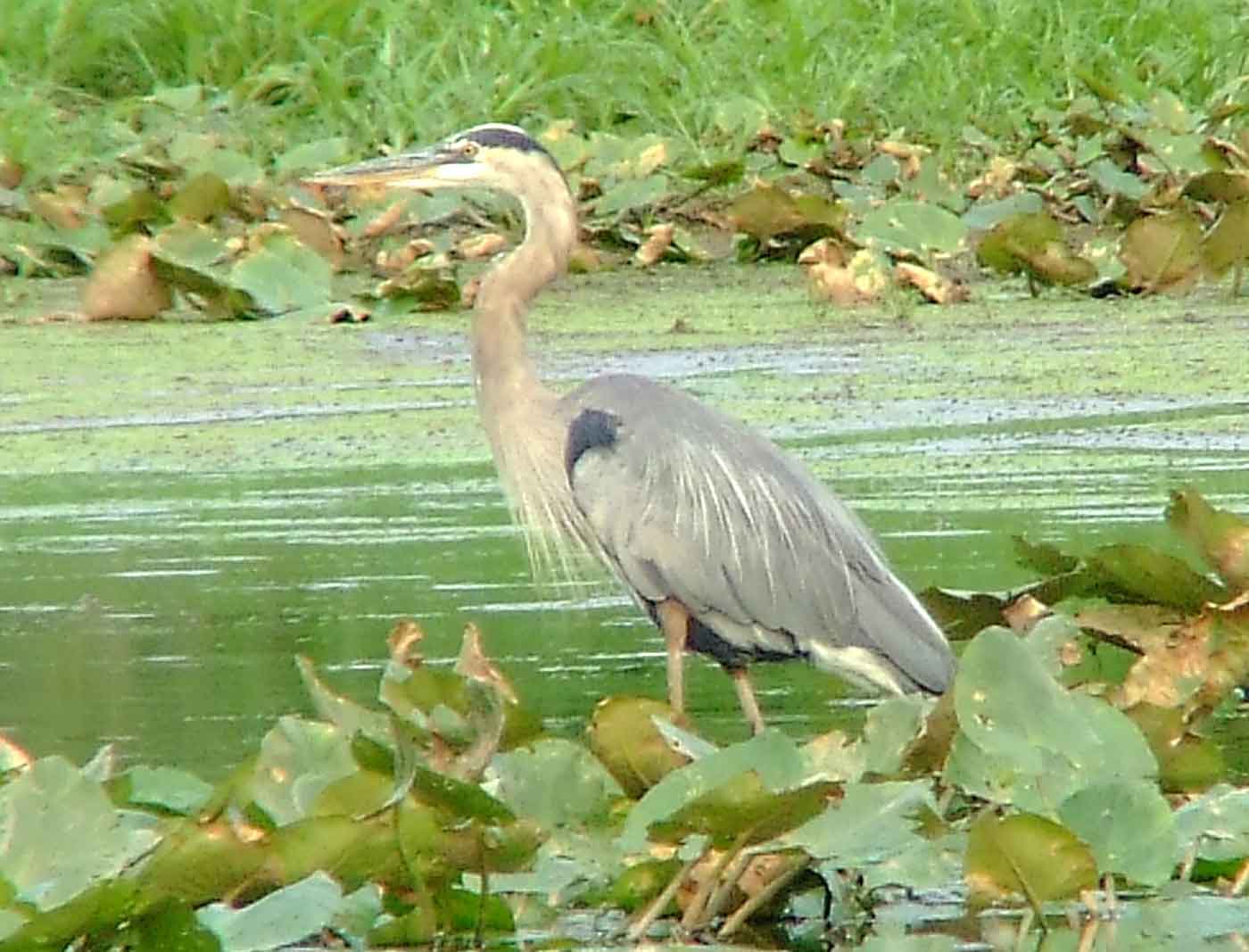 bird watching, C and O Canal, DC, Dick Maley, display, Fuji Digital Camera S9600, Hughes Hollow, Hunting Quarter Road, Marsh, Maryland, MD, Montgomery County, North America, photography, Poolesville, Potomac, Richard Maley, river, USA, Washington, Wetlands, Google Images, Ardea herodias, Great Blue Heron, Kingdom: Animalia, Phylum: Chordata, Class: Aves, Order: Ciconiiformes, Family: Ardeidae, Genus: Ardea, Species: A herodias