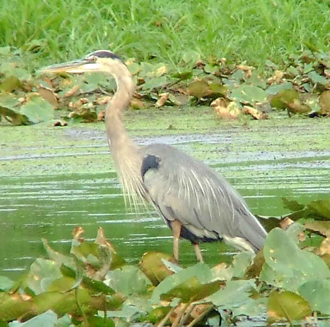 bird watching, C and O Canal, DC, Dick Maley, display, Fuji Digital Camera S9600, Hughes Hollow, Hunting Quarter Road, Marsh, Maryland, MD, Montgomery County, North America, photography, Poolesville, Potomac, Richard Maley, river, USA, Washington, Wetlands, Google Images, Ardea herodias, Great Blue Heron, Kingdom: Animalia, Phylum: Chordata, Class: Aves, Order: Ciconiiformes, Family: Ardeidae, Genus: Ardea, Species: A herodias