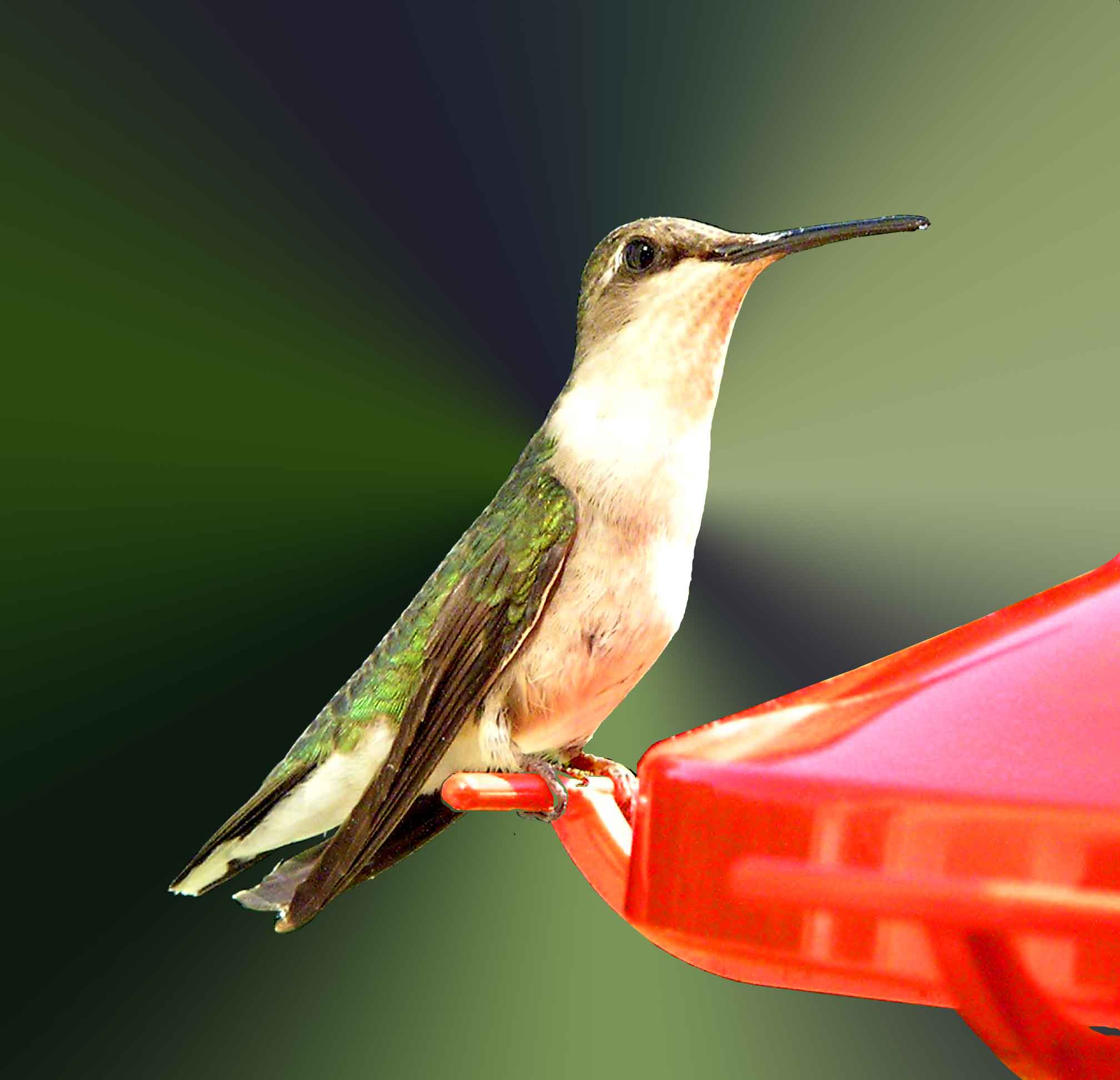 bird watching, C and O Canal, DC, Dick Maley, display, Fuji Digital Camera S9600, Hughes Hollow, Hunting Quarter Road, Marsh, Maryland, MD, Montgomery County, North America, photography, Poolesville, Potomac, Richard Maley, river, USA, Washington, Wetlands, Google Images, Ruby-throated Hummingbird, iridescent ruby red throat, Kingdom: Animalia, Phylum: Chordata, Class: Aves, Order: Apodiformes, Family: Trochilidae, Genus: Archilochus, Species: A colubris, Archilochus colubris