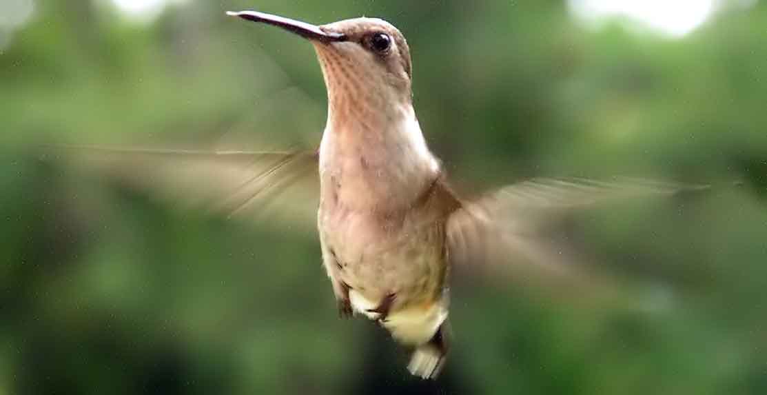 bird watching, C and O Canal, DC, Dick Maley, display, Fuji Digital Camera S9600, Hughes Hollow, Hunting Quarter Road, Marsh, Maryland, MD, Montgomery County, North America, photography, Poolesville, Potomac, Richard Maley, river, USA, Washington, Wetlands, Google Images, Ruby-throated Hummingbird, iridescent ruby red throat, Kingdom: Animalia, Phylum: Chordata, Class: Aves, Order: Apodiformes, Family: Trochilidae, Genus: Archilochus, Species: A colubris, Archilochus colubris