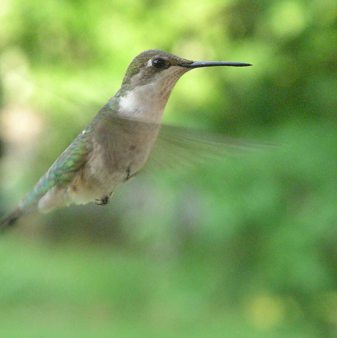 bird watching, C and O Canal, DC, Dick Maley, display, Fuji Digital Camera S9600, Hughes Hollow, Hunting Quarter Road, Marsh, Maryland, MD, Montgomery County, North America, photography, Poolesville, Potomac, Richard Maley, river, USA, Washington, Wetlands, Google Images, Ruby-throated Hummingbird, iridescent ruby red throat, Kingdom: Animalia, Phylum: Chordata, Class: Aves, Order: Apodiformes, Family: Trochilidae, Genus: Archilochus, Species: A colubris, Archilochus colubris