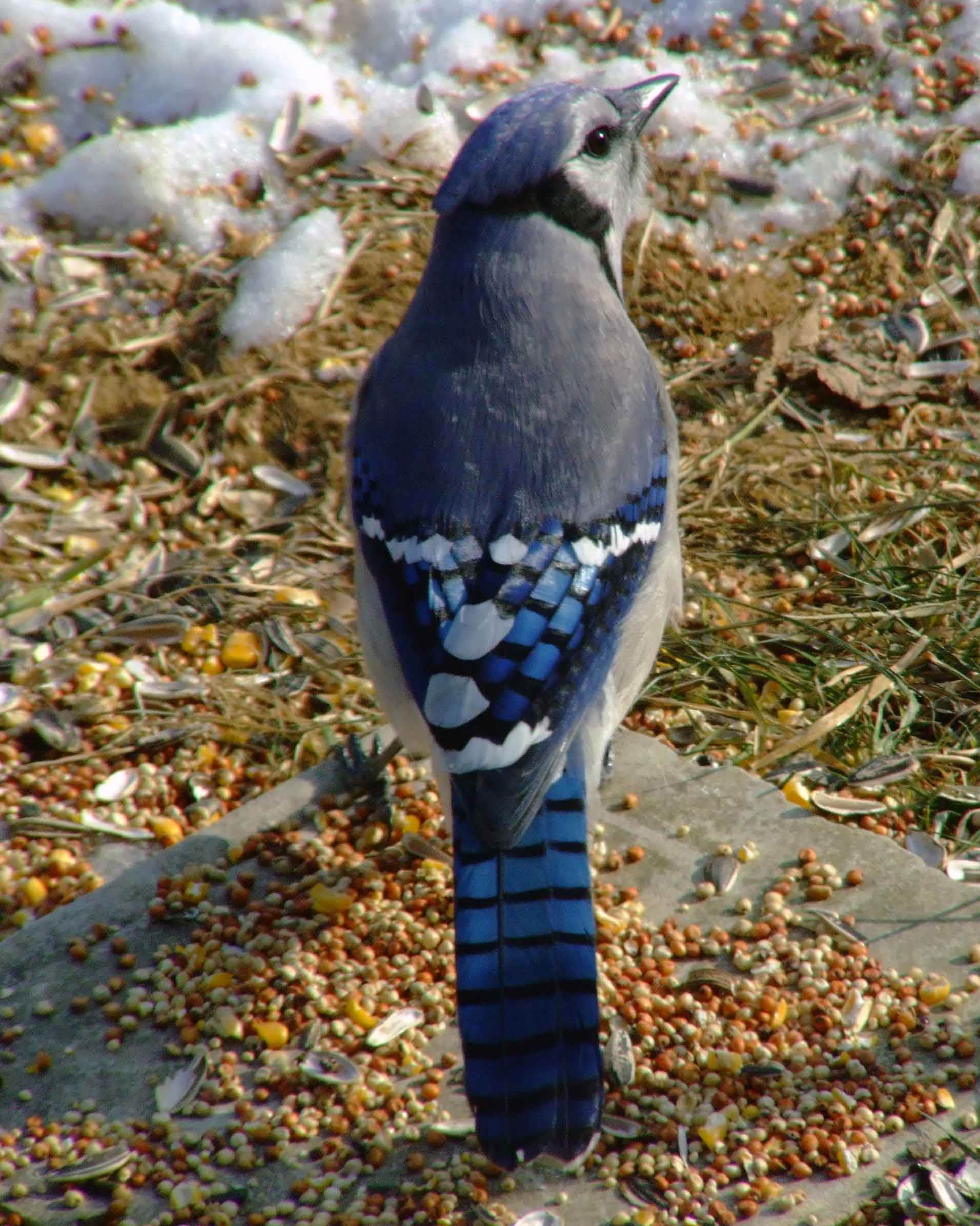 bird watching, C and O Canal, DC, Dick Maley, display, Fuji Digital Camera S9600, Hughes Hollow, Hunting Quarter Road, Marsh, Maryland, MD, Montgomery County, North America, photography, Poolesville, Potomac, Richard Maley, river, USA, Washington, Wetlands, Google Images, Blue Jay, Kingdom: Animalia, Phylum: Chordata, Class: Aves, Subclass: Neornithes, Infraclass: Neognathae, Superorder: Neoaves, Order: Passeriformes, Suborder: Passeri, Superfamily: Corvoidea, Family: Corvidae, Genus: Cyanocitta, Species: C cristata, Cyanocitta cristata