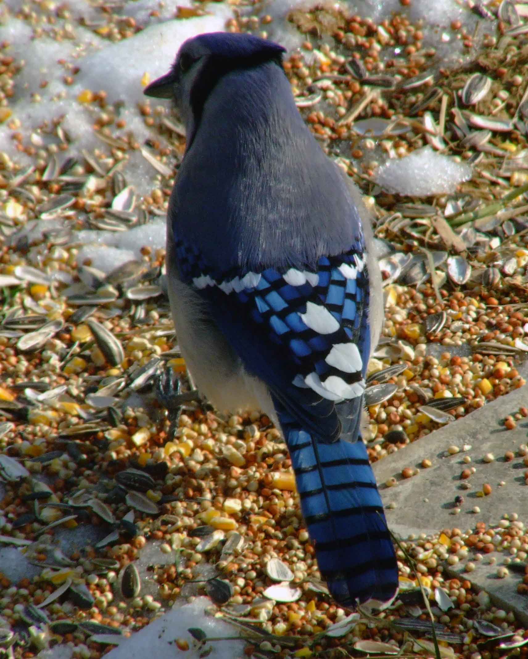 bird watching, C and O Canal, DC, Dick Maley, display, Fuji Digital Camera S9600, Hughes Hollow, Hunting Quarter Road, Marsh, Maryland, MD, Montgomery County, North America, photography, Poolesville, Potomac, Richard Maley, river, USA, Washington, Wetlands, Google Images, Blue Jay, Kingdom: Animalia, Phylum: Chordata, Class: Aves, Subclass: Neornithes, Infraclass: Neognathae, Superorder: Neoaves, Order: Passeriformes, Suborder: Passeri, Superfamily: Corvoidea, Family: Corvidae, Genus: Cyanocitta, Species: C cristata, Cyanocitta cristata