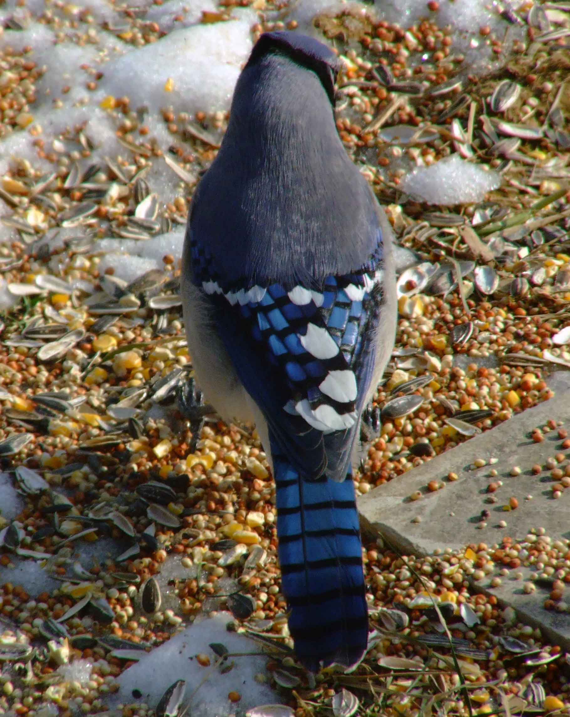 bird watching, C and O Canal, DC, Dick Maley, display, Fuji Digital Camera S9600, Hughes Hollow, Hunting Quarter Road, Marsh, Maryland, MD, Montgomery County, North America, photography, Poolesville, Potomac, Richard Maley, river, USA, Washington, Wetlands, Google Images, Blue Jay, Kingdom: Animalia, Phylum: Chordata, Class: Aves, Subclass: Neornithes, Infraclass: Neognathae, Superorder: Neoaves, Order: Passeriformes, Suborder: Passeri, Superfamily: Corvoidea, Family: Corvidae, Genus: Cyanocitta, Species: C cristata, Cyanocitta cristata