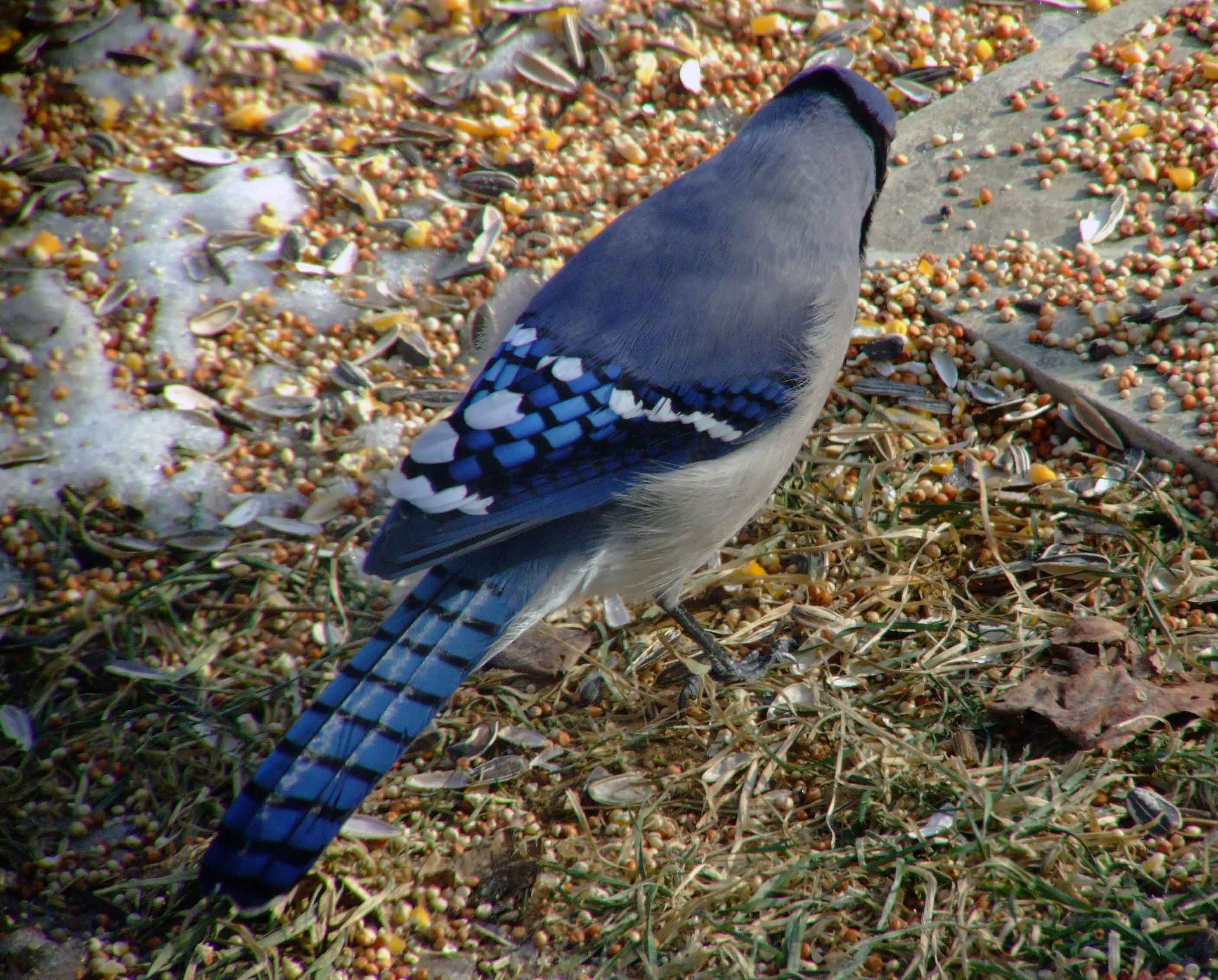 bird watching, C and O Canal, DC, Dick Maley, display, Fuji Digital Camera S9600, Hughes Hollow, Hunting Quarter Road, Marsh, Maryland, MD, Montgomery County, North America, photography, Poolesville, Potomac, Richard Maley, river, USA, Washington, Wetlands, Google Images, Blue Jay, Kingdom: Animalia, Phylum: Chordata, Class: Aves, Subclass: Neornithes, Infraclass: Neognathae, Superorder: Neoaves, Order: Passeriformes, Suborder: Passeri, Superfamily: Corvoidea, Family: Corvidae, Genus: Cyanocitta, Species: C cristata, Cyanocitta cristata