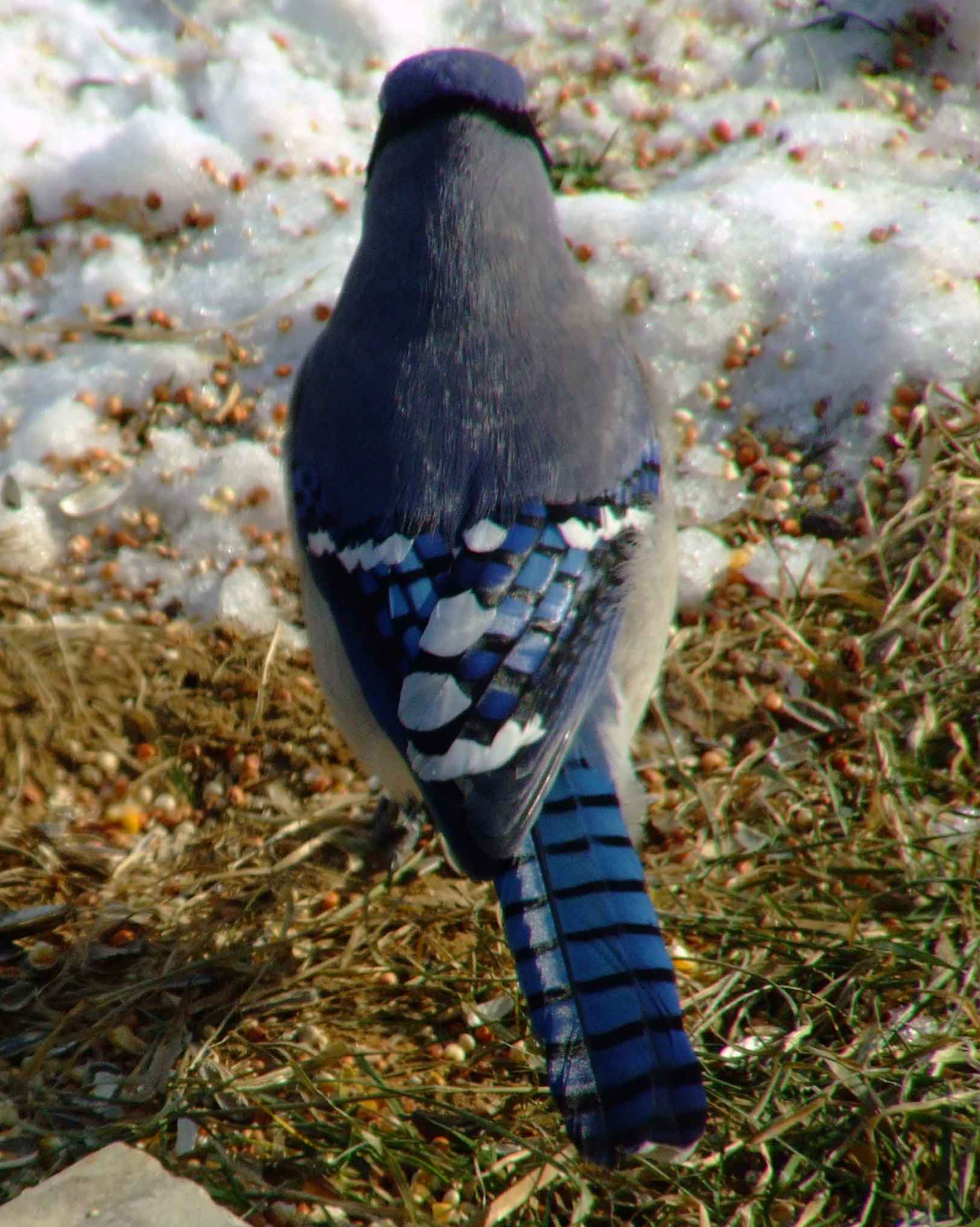 bird watching, C and O Canal, DC, Dick Maley, display, Fuji Digital Camera S9600, Hughes Hollow, Hunting Quarter Road, Marsh, Maryland, MD, Montgomery County, North America, photography, Poolesville, Potomac, Richard Maley, river, USA, Washington, Wetlands, Google Images, Blue Jay, Kingdom: Animalia, Phylum: Chordata, Class: Aves, Subclass: Neornithes, Infraclass: Neognathae, Superorder: Neoaves, Order: Passeriformes, Suborder: Passeri, Superfamily: Corvoidea, Family: Corvidae, Genus: Cyanocitta, Species: C cristata, Cyanocitta cristata