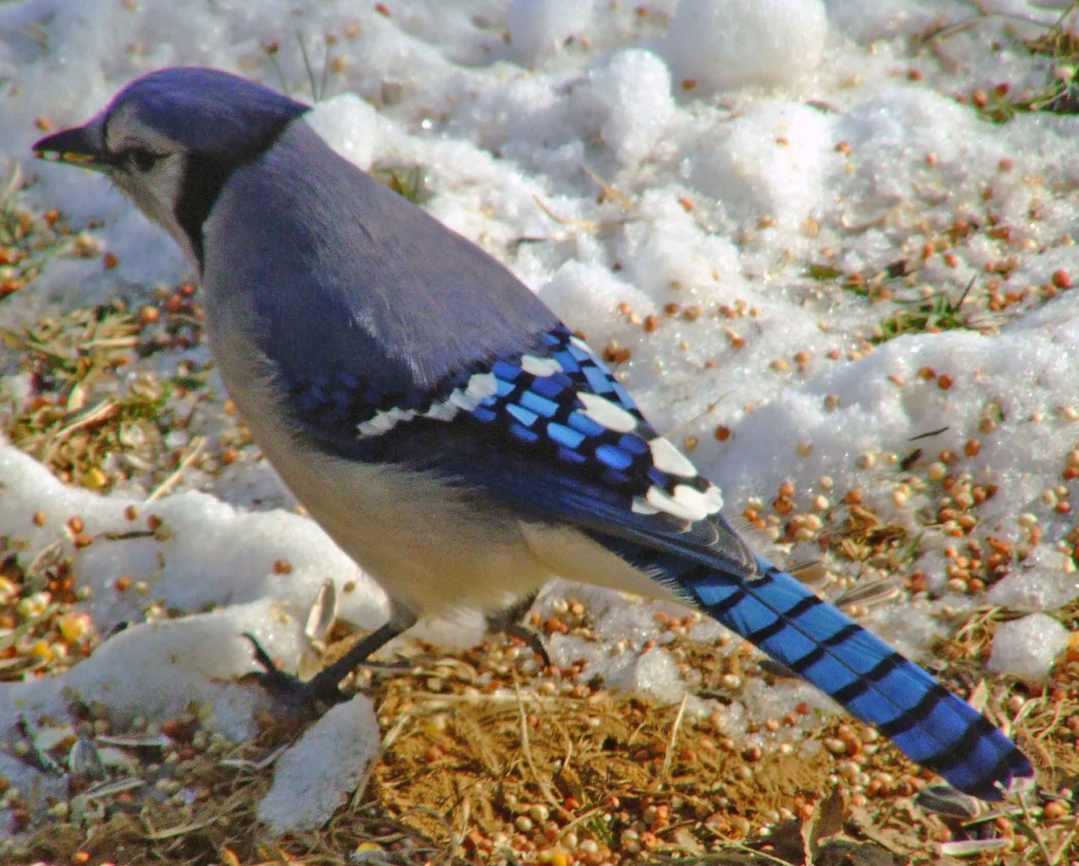 bird watching, C and O Canal, DC, Dick Maley, display, Fuji Digital Camera S9600, Hughes Hollow, Hunting Quarter Road, Marsh, Maryland, MD, Montgomery County, North America, photography, Poolesville, Potomac, Richard Maley, river, USA, Washington, Wetlands, Google Images, Blue Jay, Kingdom: Animalia, Phylum: Chordata, Class: Aves, Subclass: Neornithes, Infraclass: Neognathae, Superorder: Neoaves, Order: Passeriformes, Suborder: Passeri, Superfamily: Corvoidea, Family: Corvidae, Genus: Cyanocitta, Species: C cristata, Cyanocitta cristata