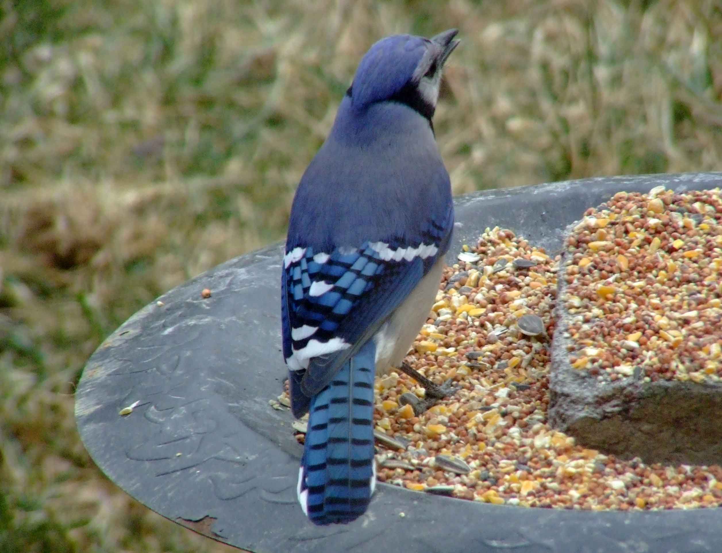 bird watching, C and O Canal, DC, Dick Maley, display, Fuji Digital Camera S9600, Hughes Hollow, Hunting Quarter Road, Marsh, Maryland, MD, Montgomery County, North America, photography, Poolesville, Potomac, Richard Maley, river, USA, Washington, Wetlands, Google Images, Blue Jay, Kingdom: Animalia, Phylum: Chordata, Class: Aves, Subclass: Neornithes, Infraclass: Neognathae, Superorder: Neoaves, Order: Passeriformes, Suborder: Passeri, Superfamily: Corvoidea, Family: Corvidae, Genus: Cyanocitta, Species: C cristata, Cyanocitta cristata