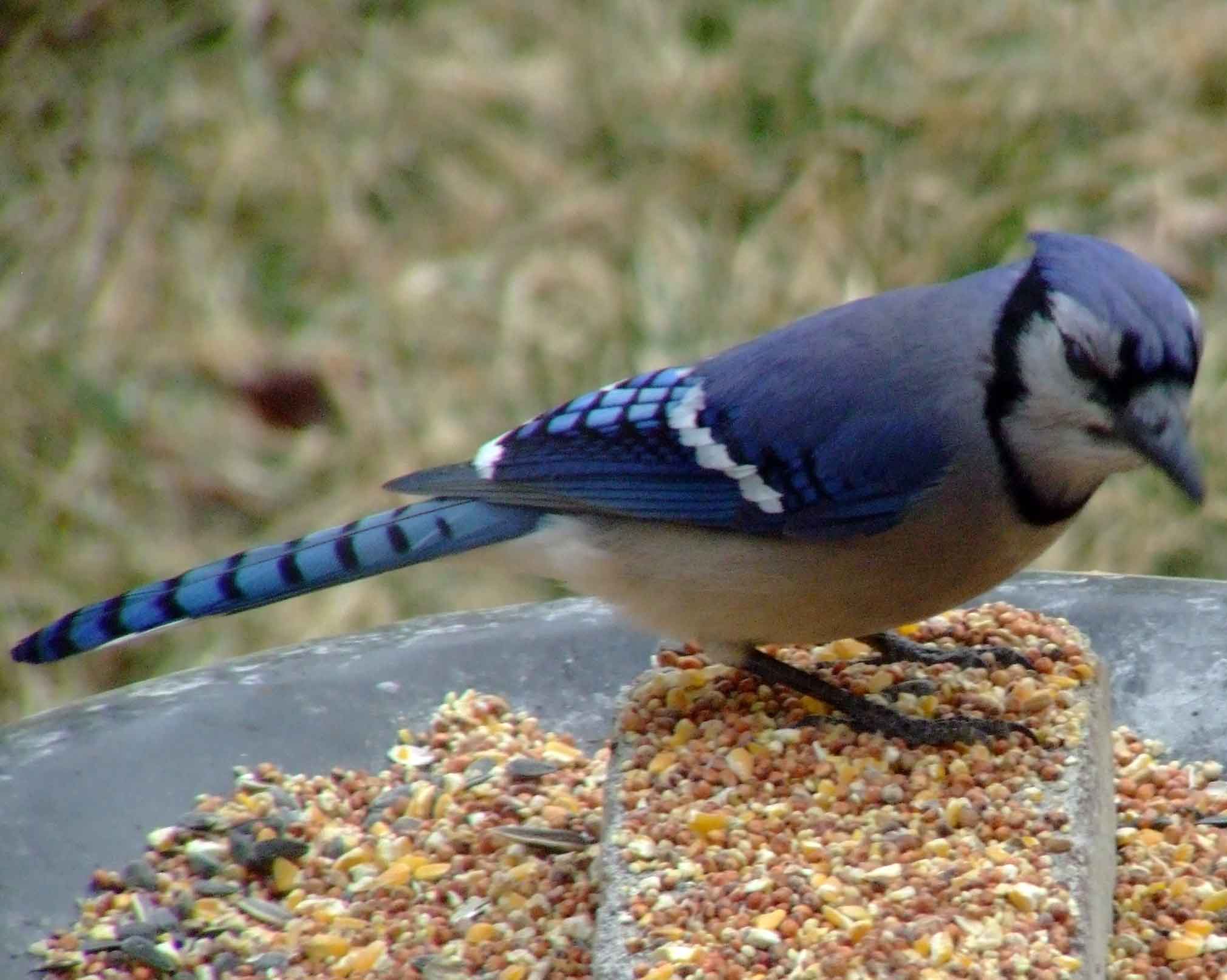 bird watching, C and O Canal, DC, Dick Maley, display, Fuji Digital Camera S9600, Hughes Hollow, Hunting Quarter Road, Marsh, Maryland, MD, Montgomery County, North America, photography, Poolesville, Potomac, Richard Maley, river, USA, Washington, Wetlands, Google Images, Blue Jay, Kingdom: Animalia, Phylum: Chordata, Class: Aves, Subclass: Neornithes, Infraclass: Neognathae, Superorder: Neoaves, Order: Passeriformes, Suborder: Passeri, Superfamily: Corvoidea, Family: Corvidae, Genus: Cyanocitta, Species: C cristata, Cyanocitta cristata